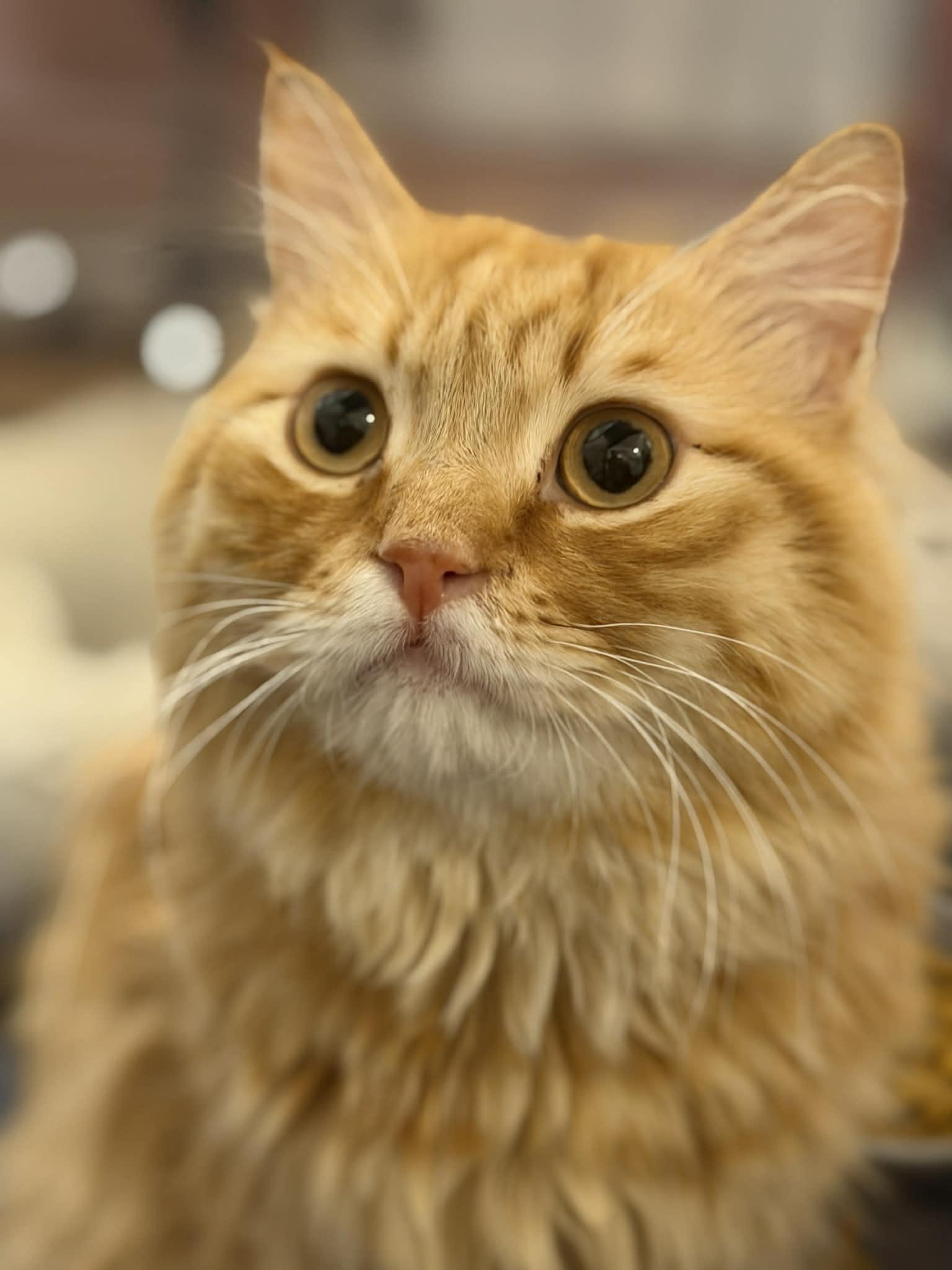 Enlarge Tito, a Adoptable mixed breed in Allentown, NJ image 1/6