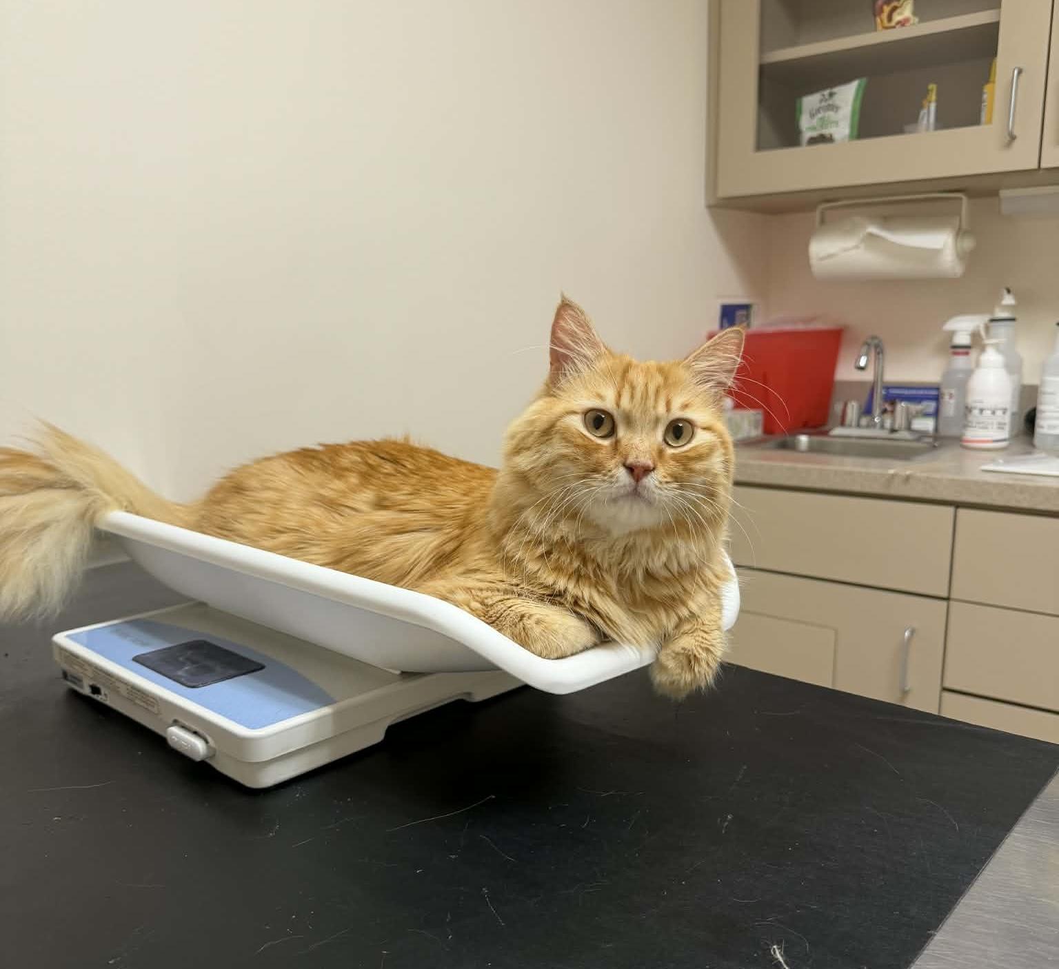 Enlarge Tito, a Adoptable mixed breed in Allentown, NJ image 3/6