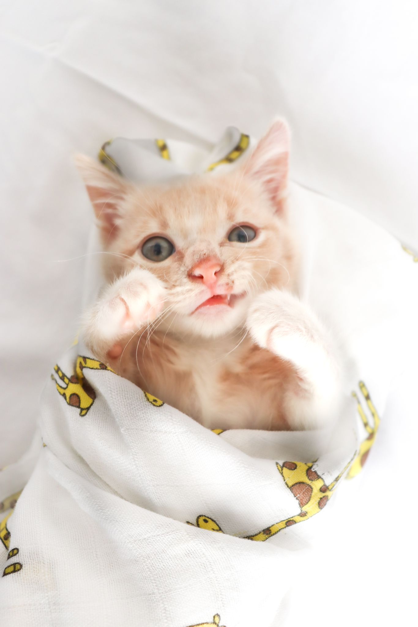 Crumpet, a Adopted Tabby in Homestead, FL image 2/3