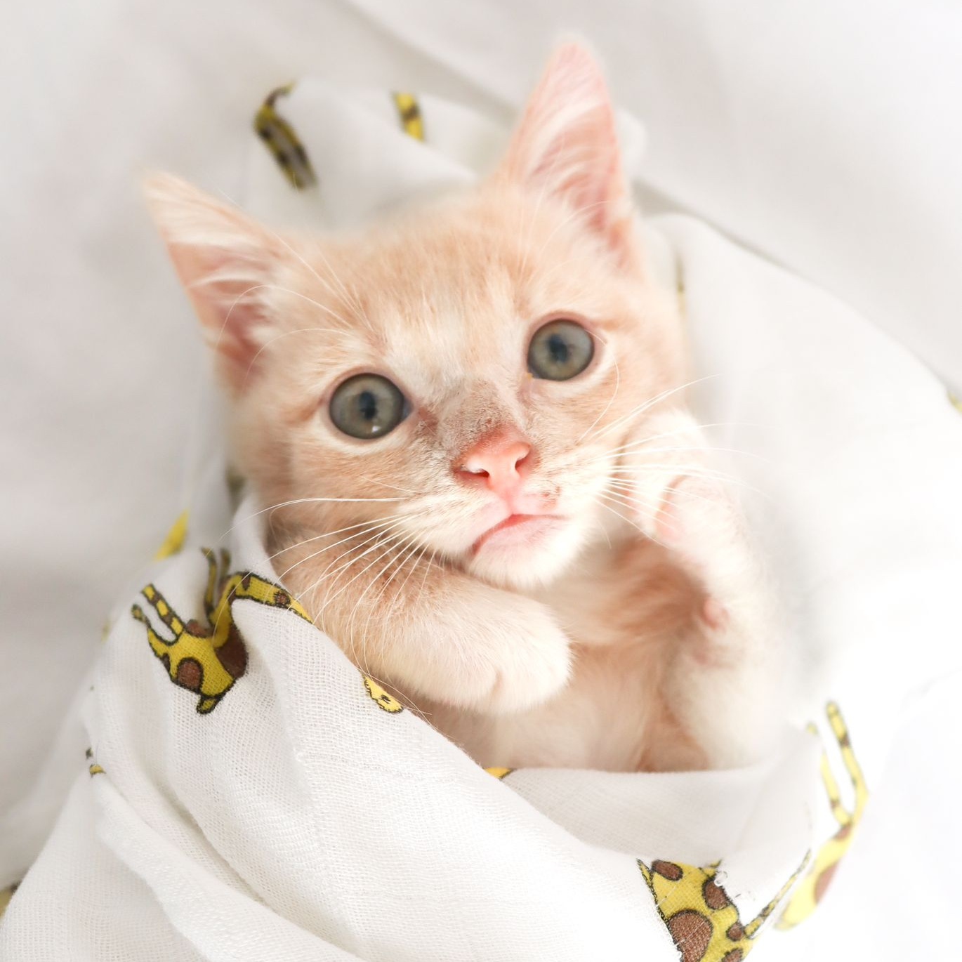 Crumpet, a Adopted Tabby in Homestead, FL image 1/3