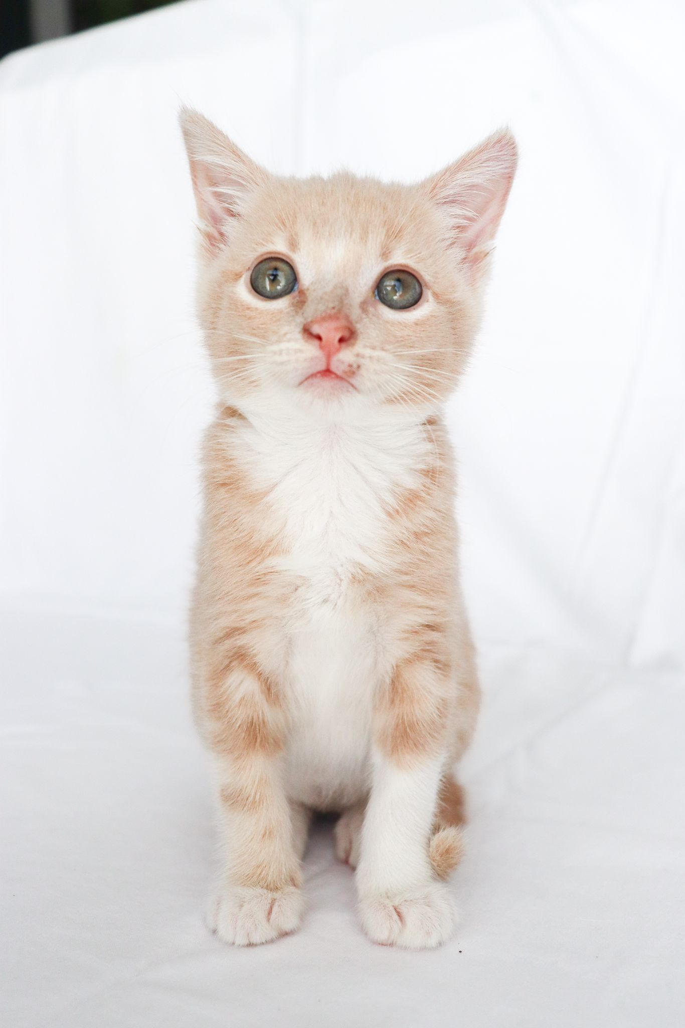 Crumpet, a Adopted Tabby in Homestead, FL image 3/3