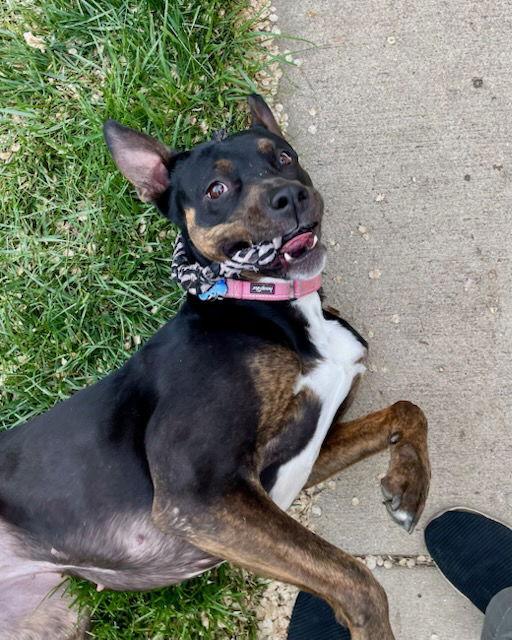 Bella Donna, Adoptable, Adult Female Mixed Breed.