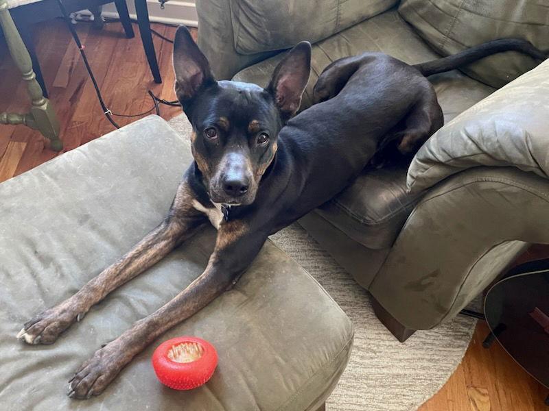 Bella Donna, a Adoptable Mixed Breed in Fort Collins, CO image 2/3