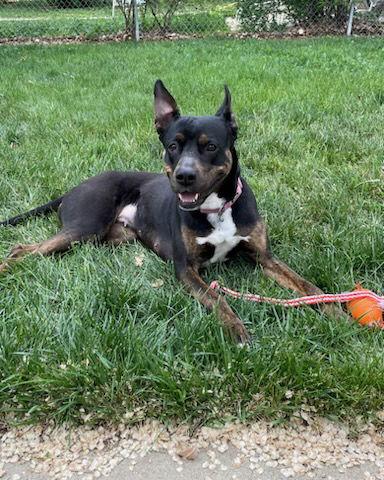 Bella Donna, a Adoptable Mixed Breed in Fort Collins, CO image 3/3