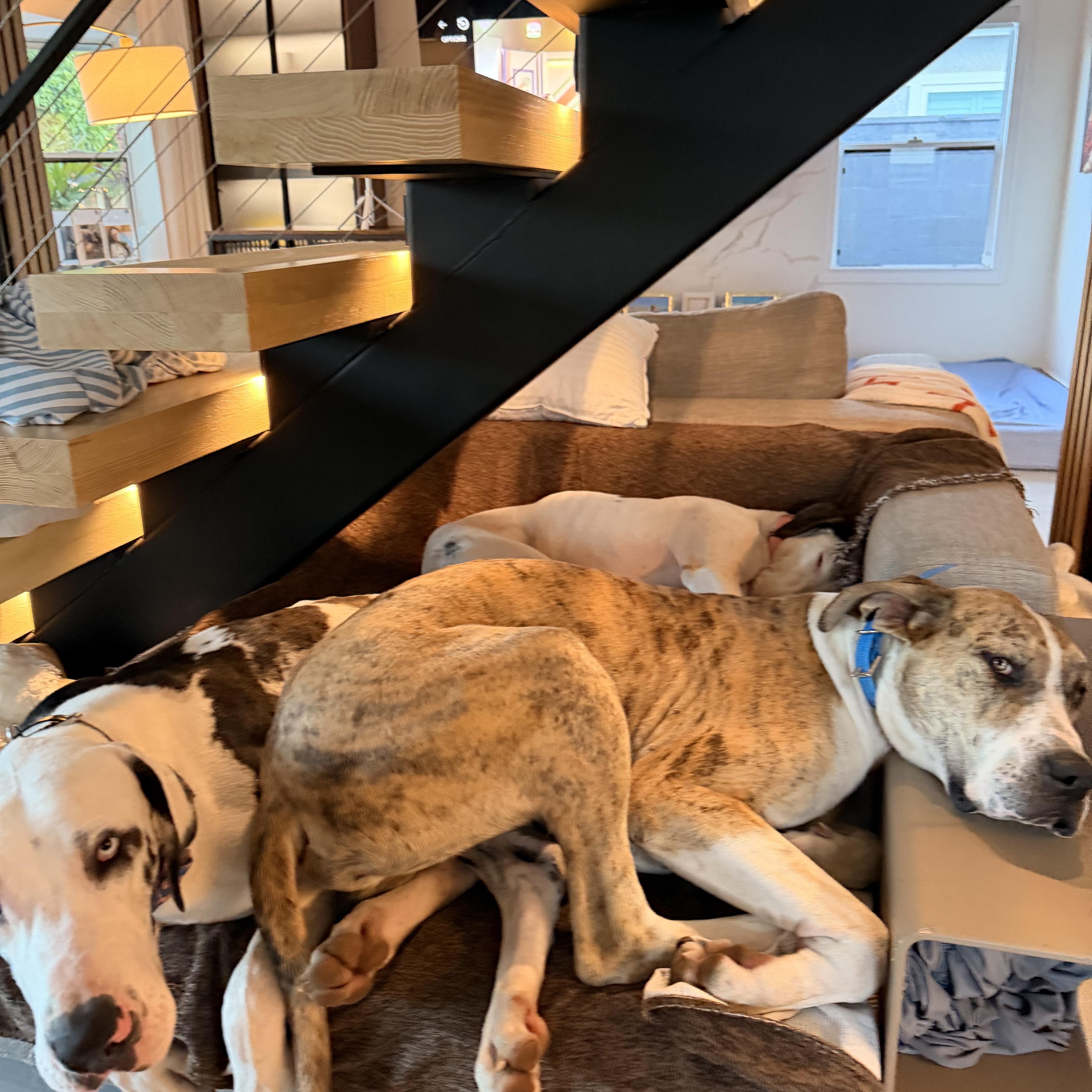 Tigger, a ADOPTABLE Great Dane in Long Beach, CA image 5/6