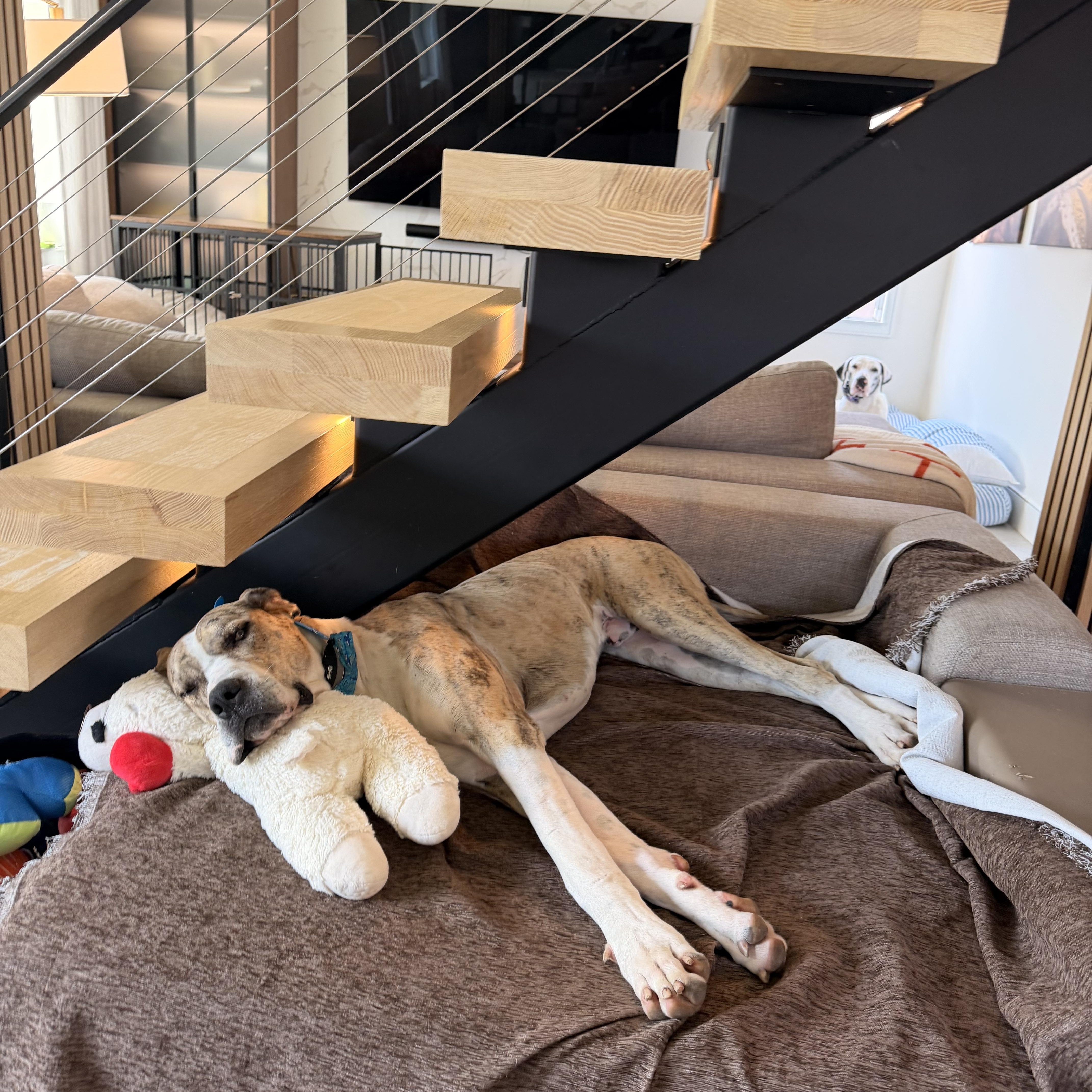 Tigger, a ADOPTABLE Great Dane in Long Beach, CA image 4/6