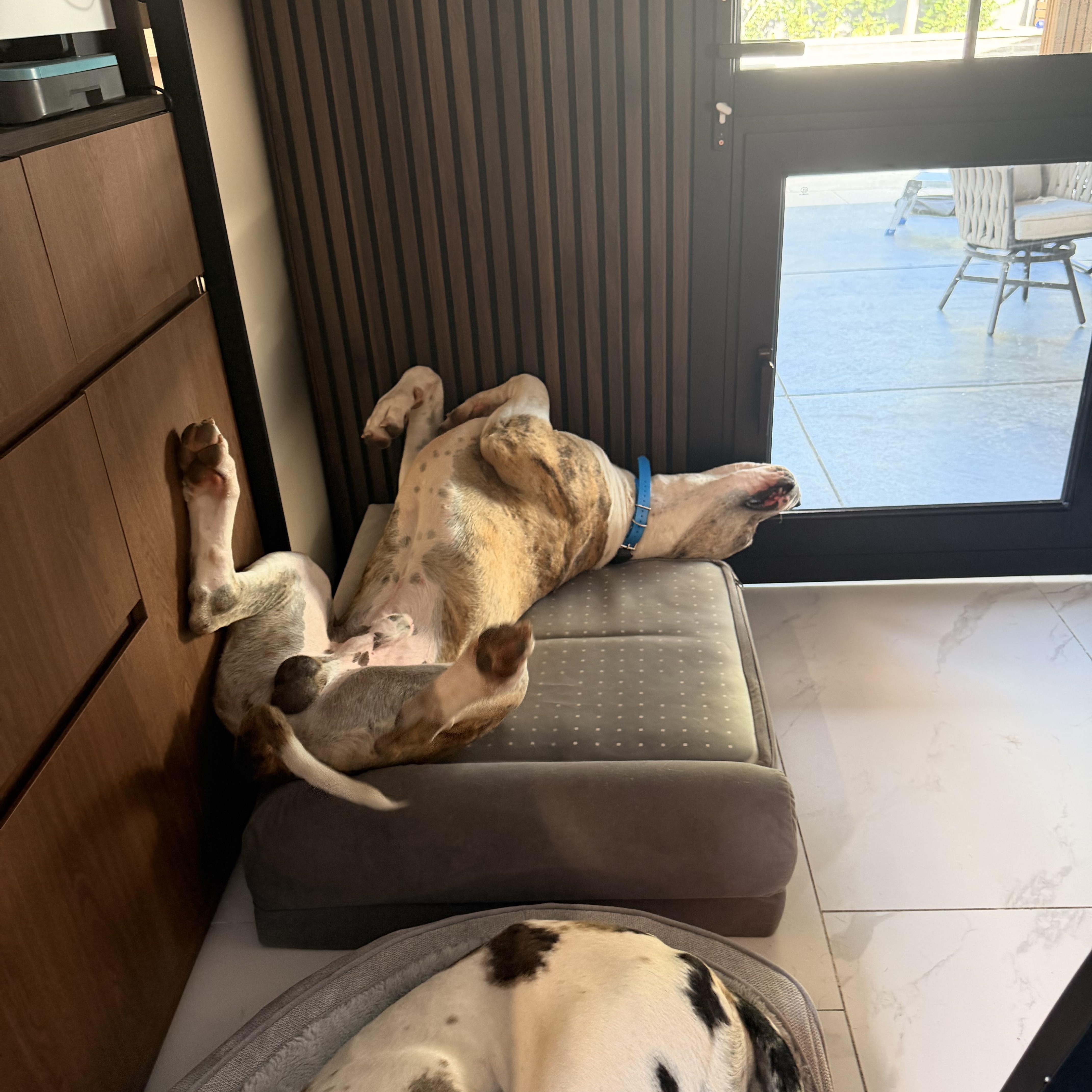 Tigger, a ADOPTABLE Great Dane in Long Beach, CA image 3/6