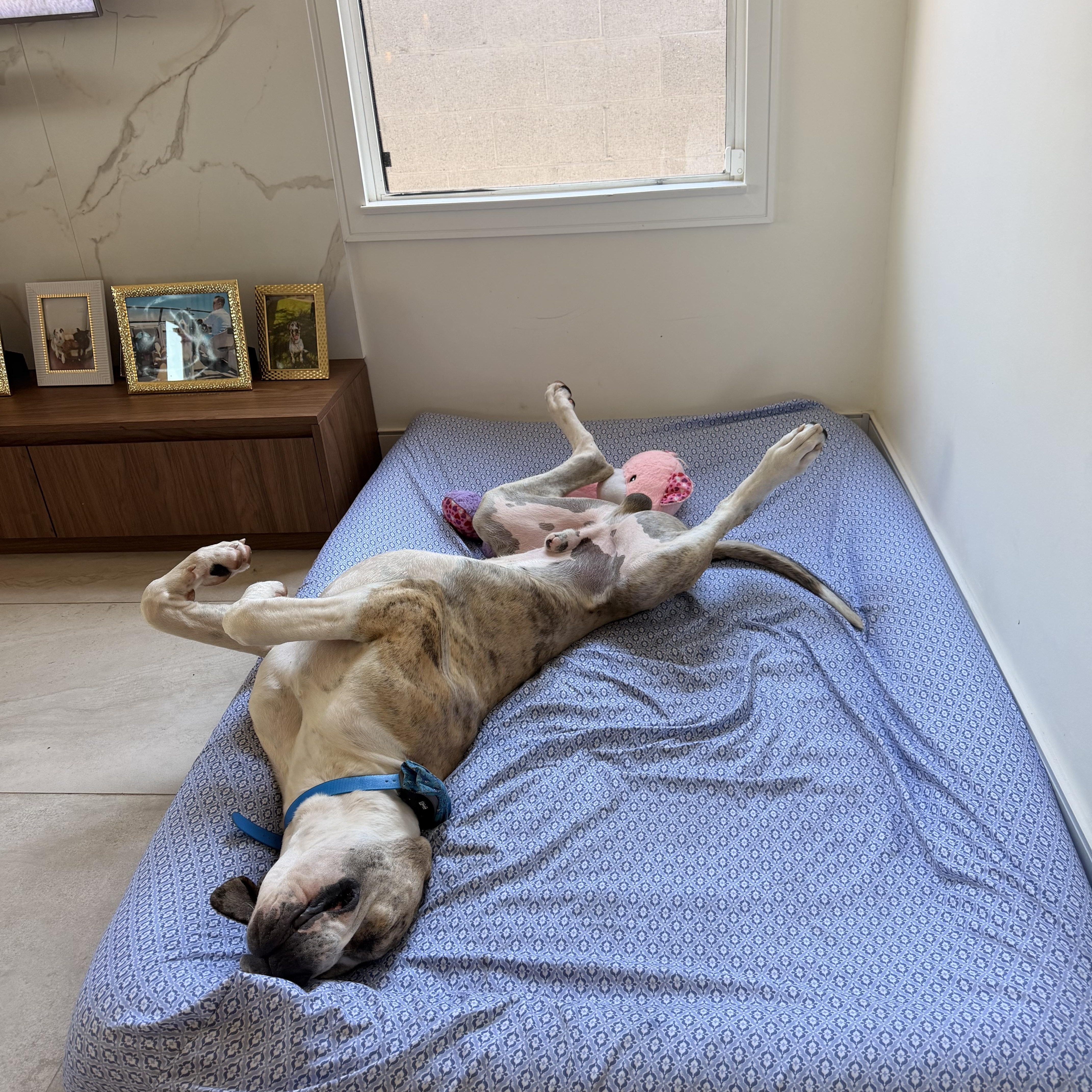 Tigger, a ADOPTABLE Great Dane in Long Beach, CA image 6/6