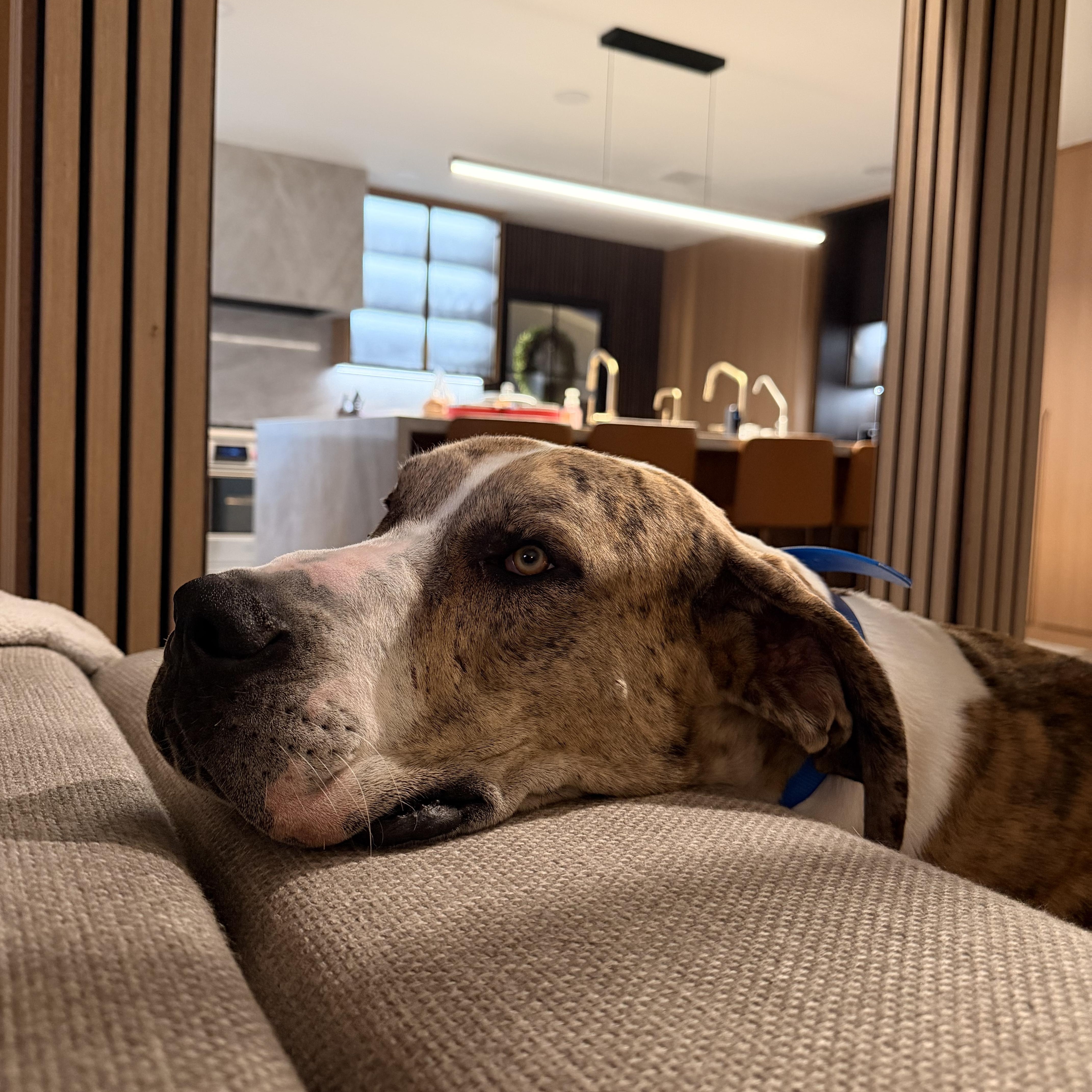 Tigger, a ADOPTABLE Great Dane in Long Beach, CA image 2/6
