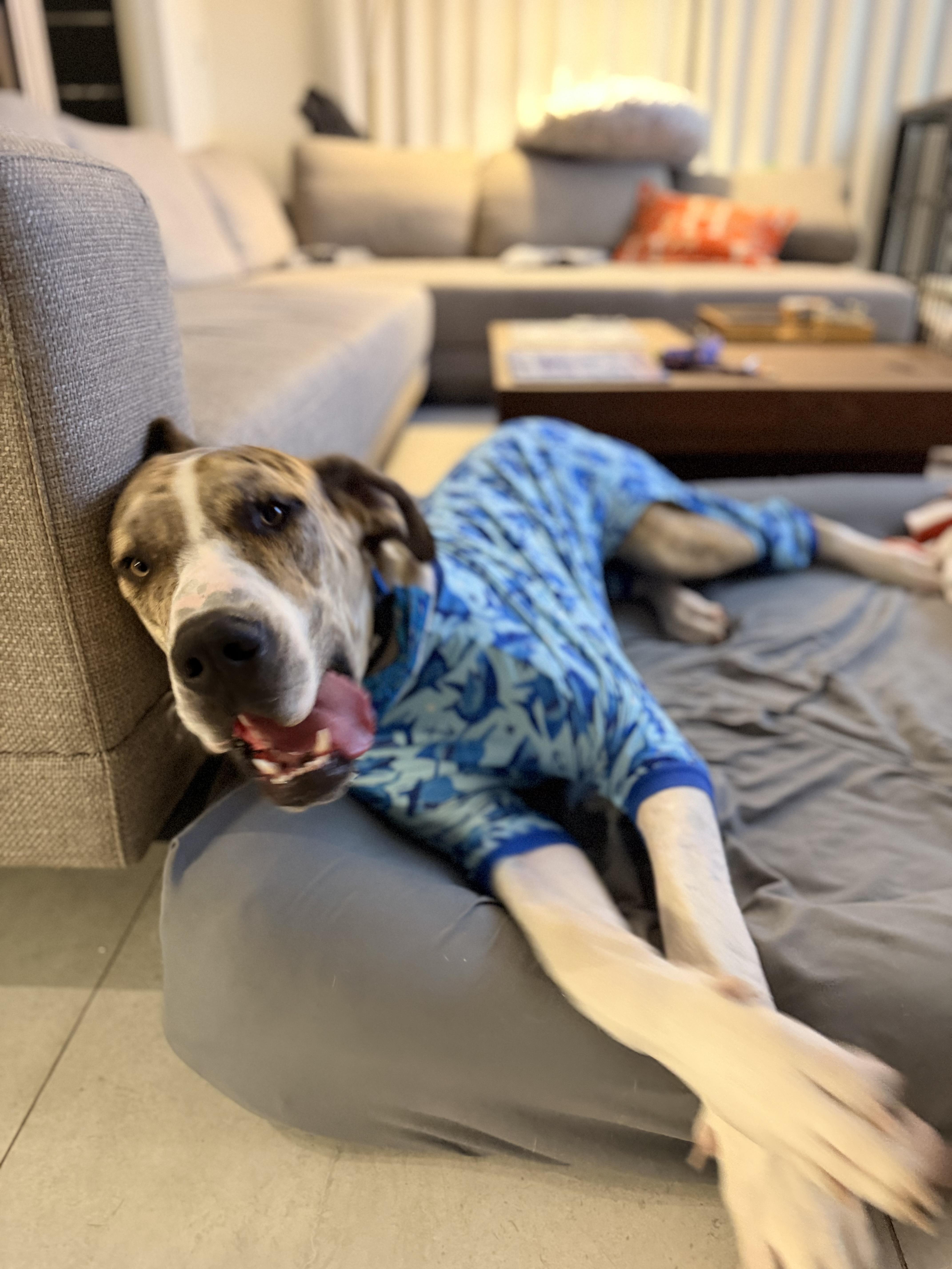 Tigger, ADOPTABLE, Young Male Great Dane.