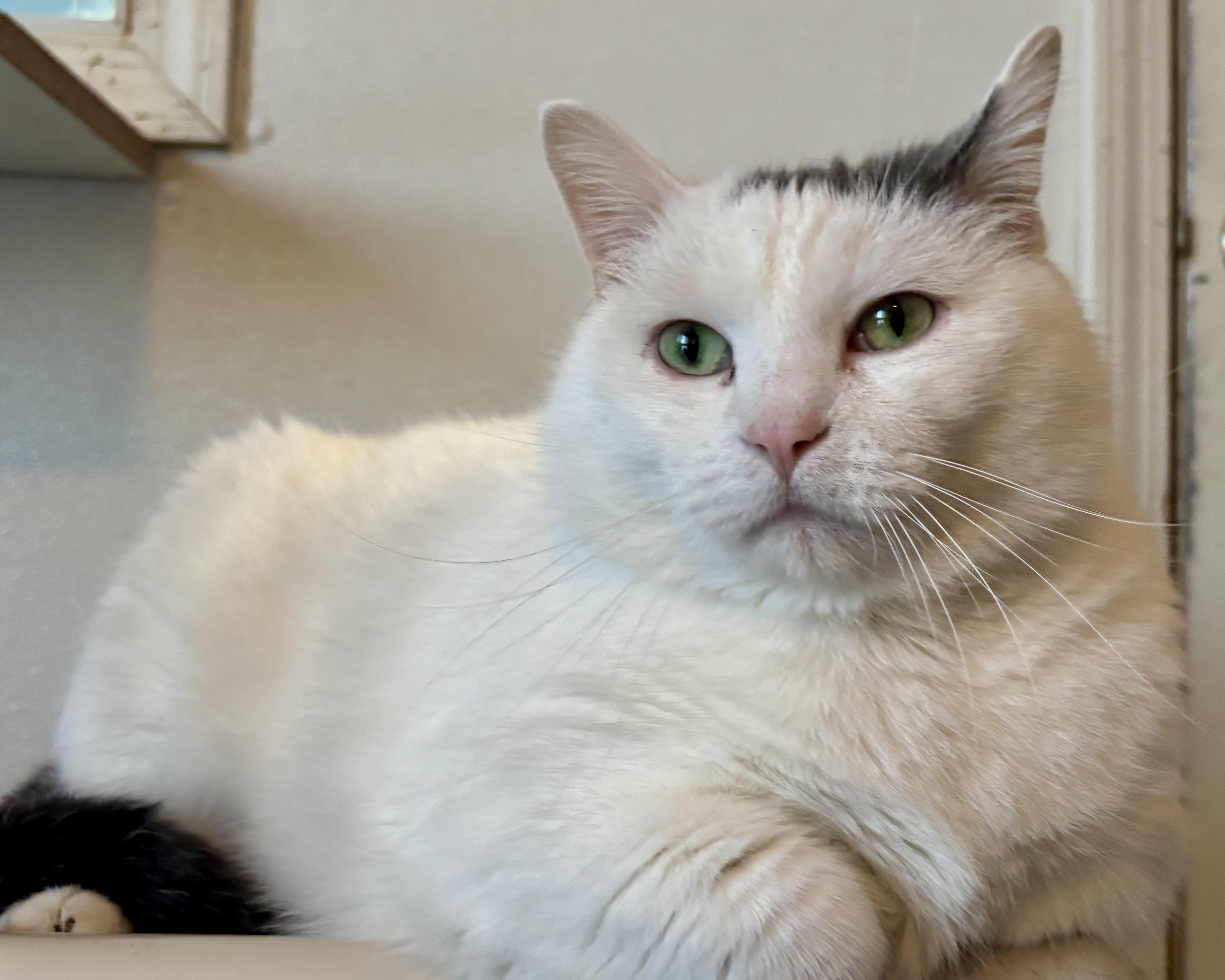 Enlarge Bogart, a ADOPTABLE Domestic Short Hair in Shenandoah, IA image 1/3