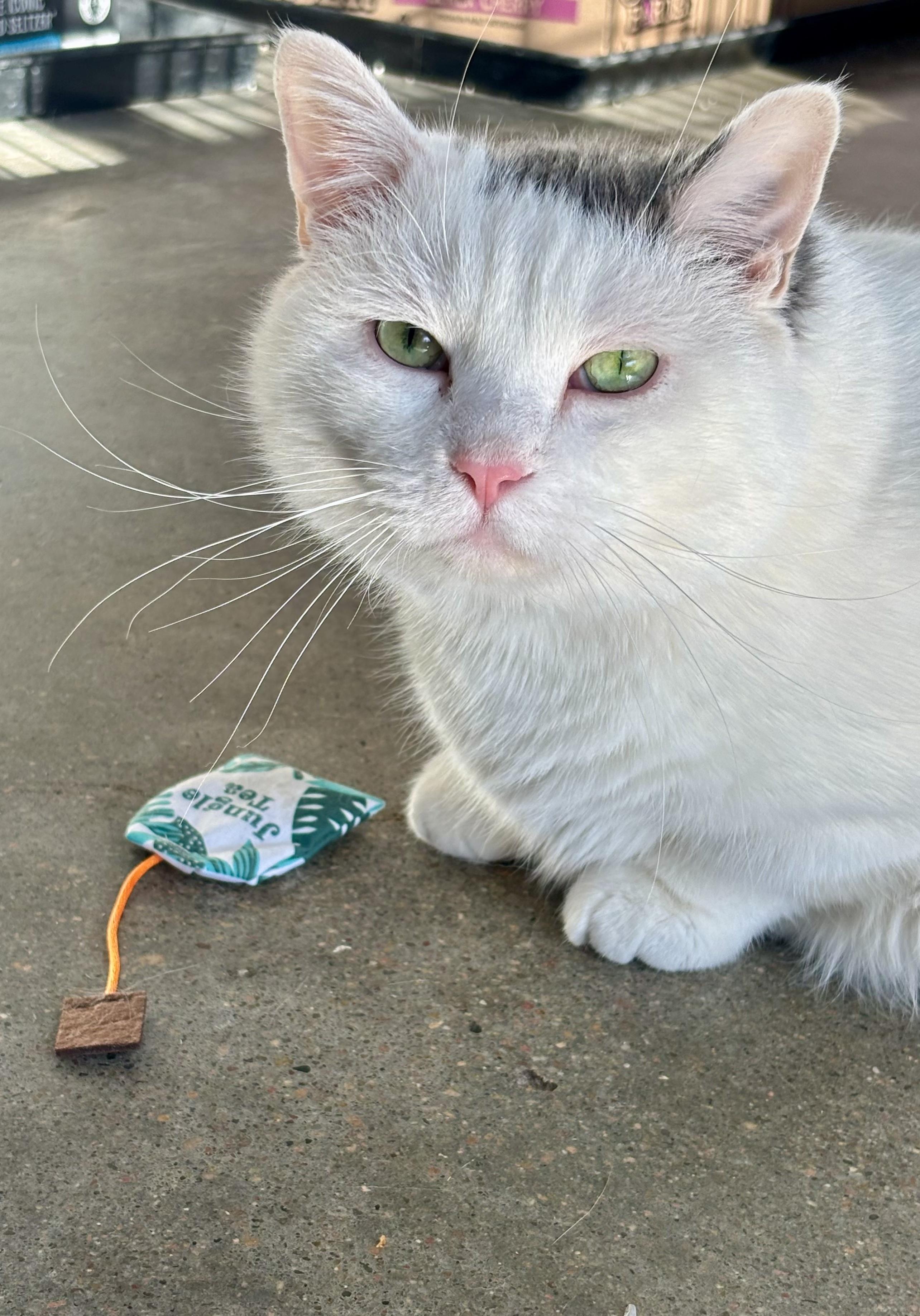 Enlarge Bogart, a ADOPTABLE Domestic Short Hair in Shenandoah, IA image 3/3