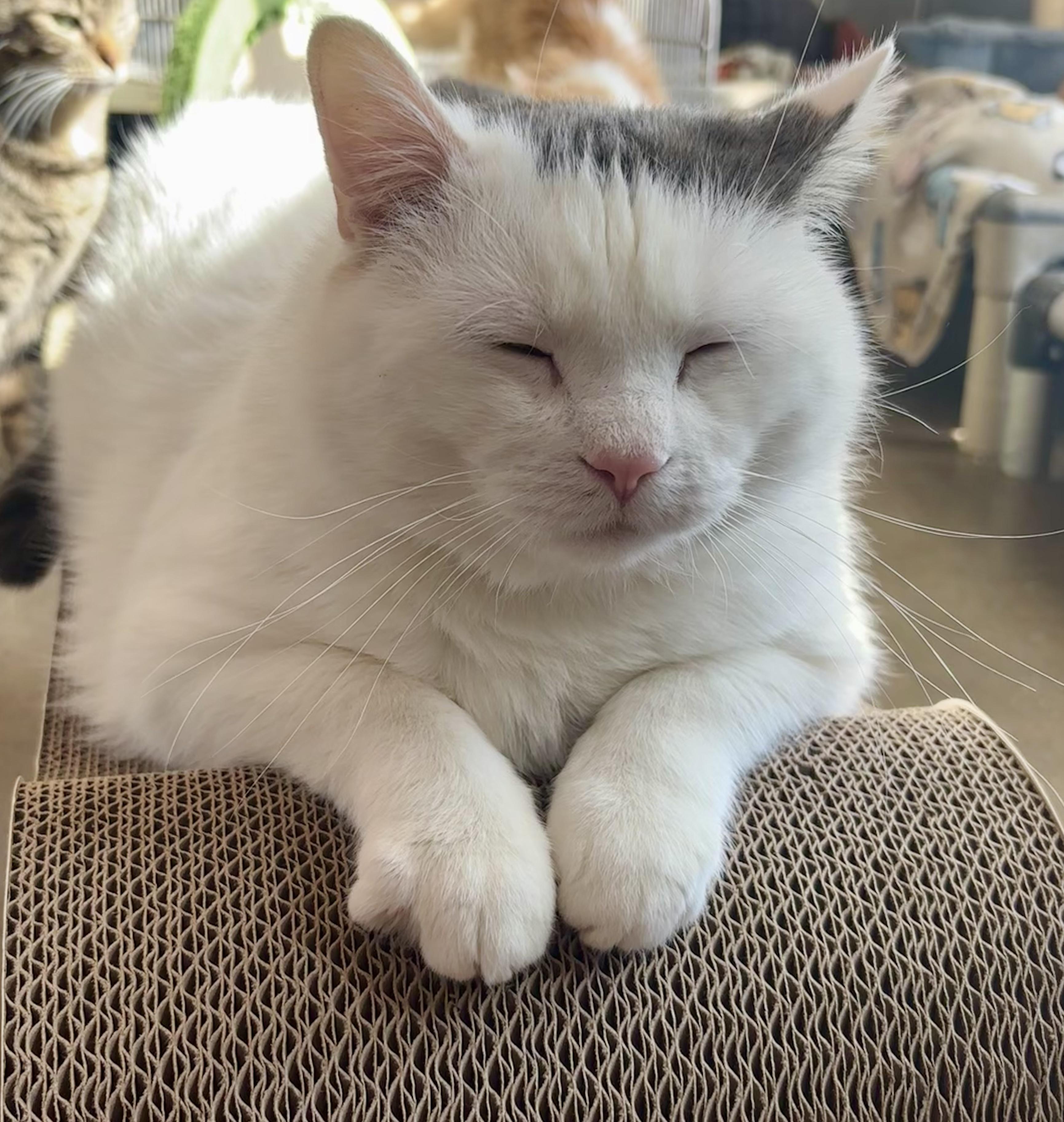 Enlarge Bogart, a ADOPTABLE Domestic Short Hair in Shenandoah, IA image 2/3