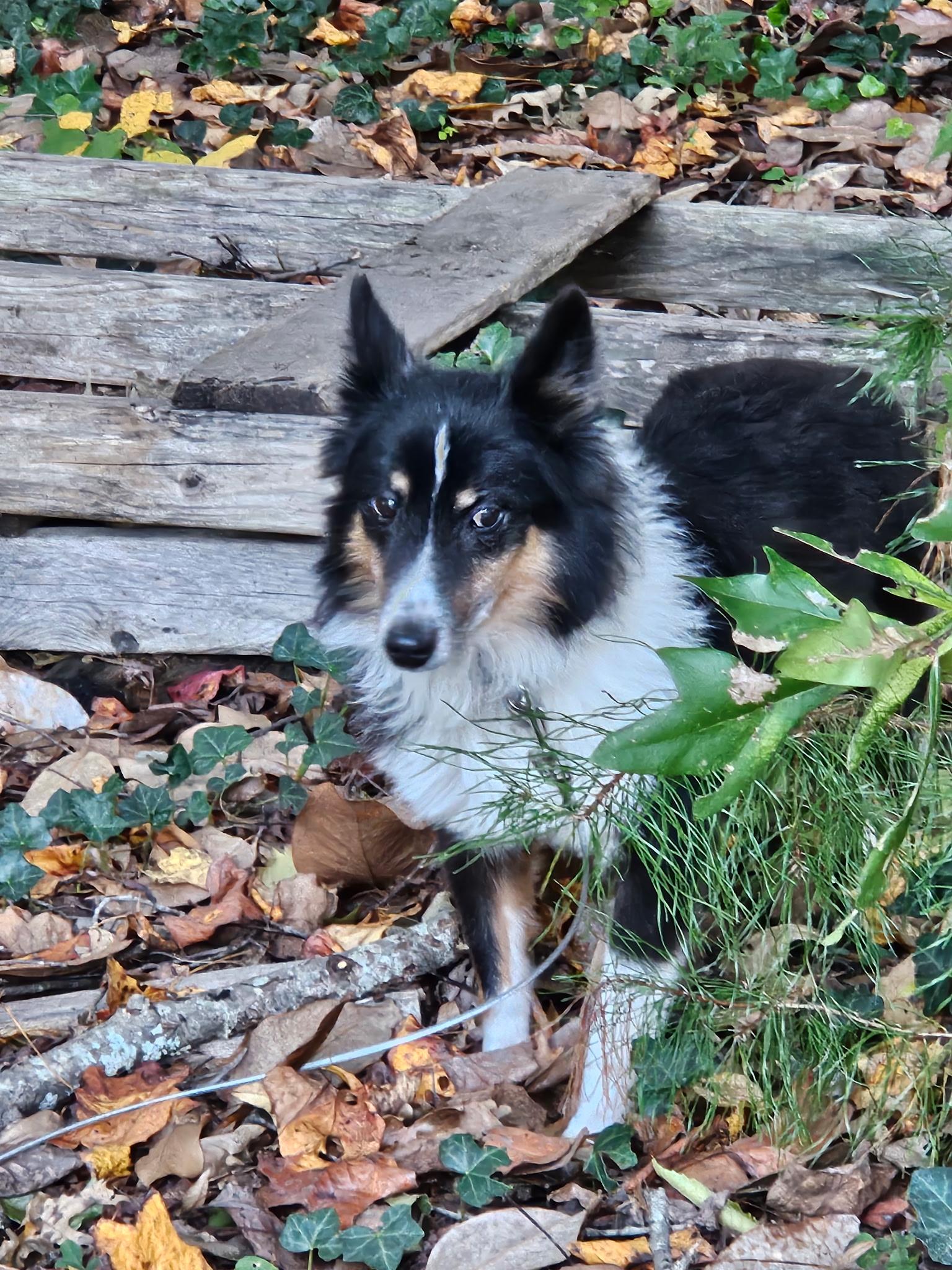 Cash, Adoptable, Adult Male Shetland Sheepdog / Sheltie.