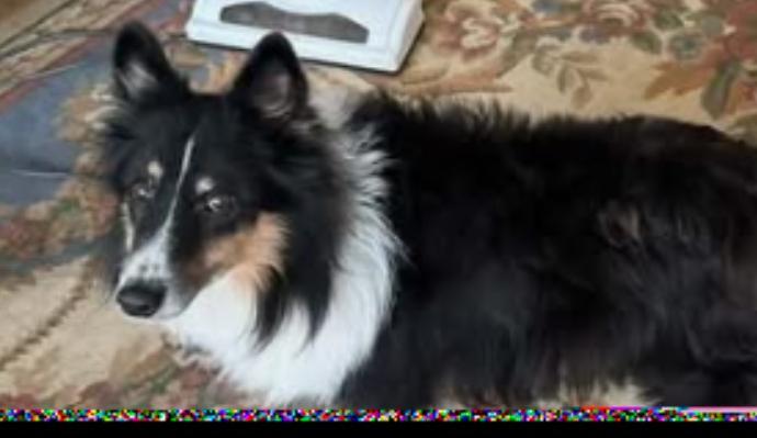 Enlarge Cash, a Adoptable Shetland Sheepdog / Sheltie in vALE, NC image 2/2