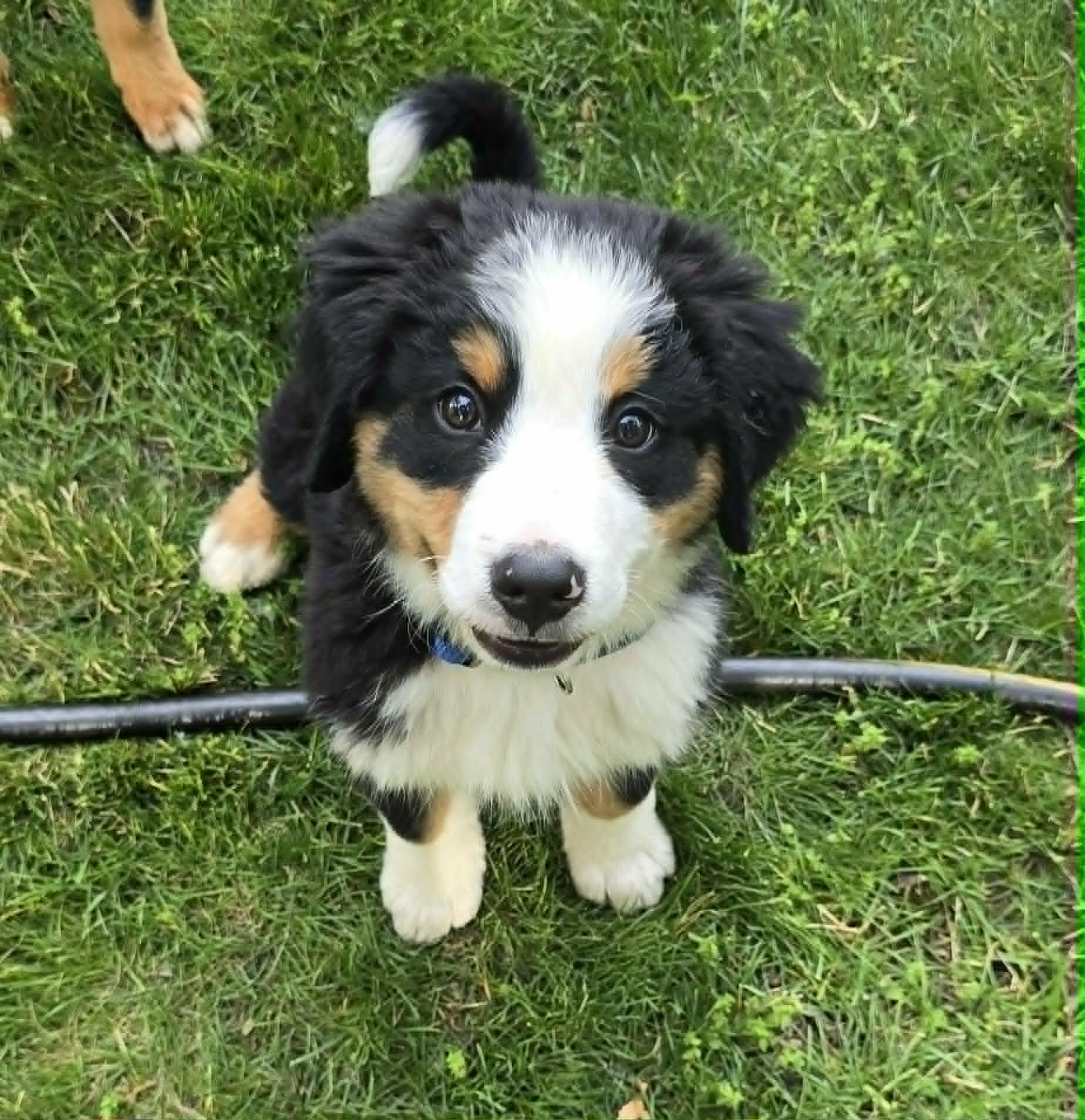 Enlarge Curly, an adopted Bernese Mountain Dog in Westville, IN image 1/1
