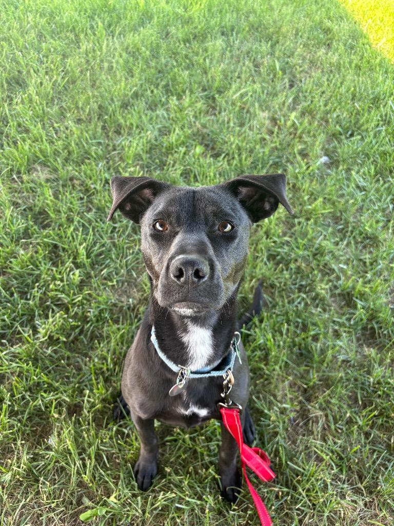 Enlarge Snoop Dog, a Adoptable mixed breed in North Syracuse, NY image 2/6