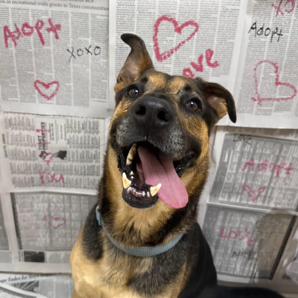 Casino, Adoptable, Adult Male German Shepherd Dog.