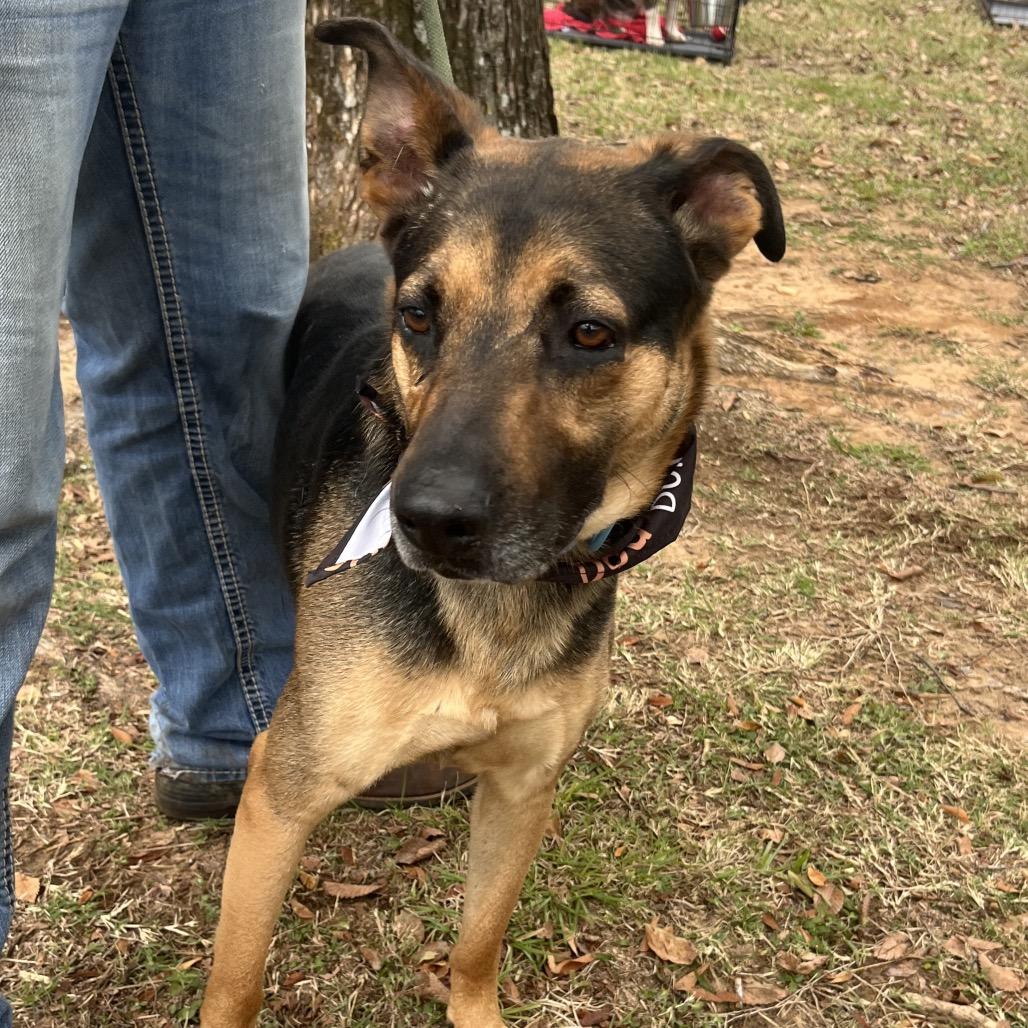 Casino, Adoptable, Adult Male German Shepherd Dog.