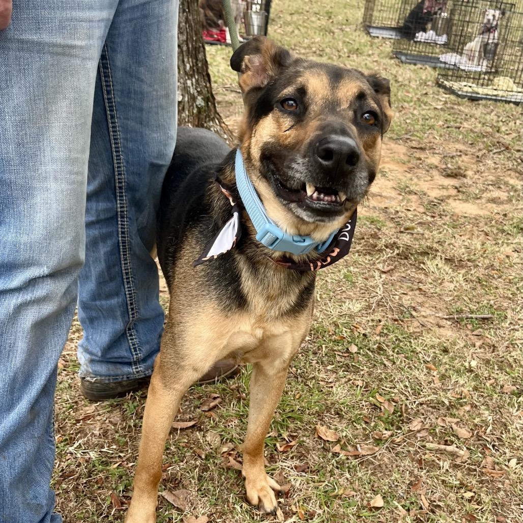 Casino, a Adoptable mixed breed in Palestine, TX image 2/5