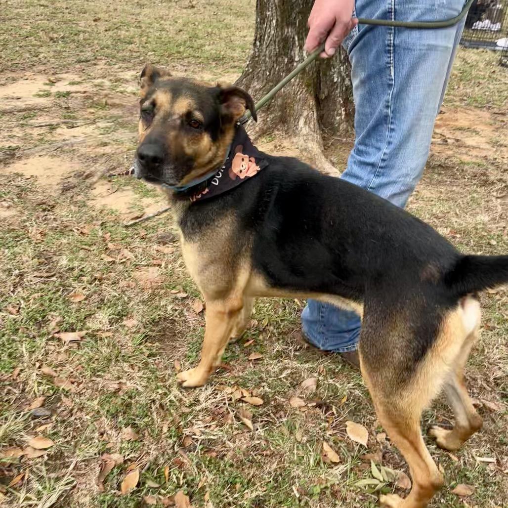 Casino, a Adoptable mixed breed in Palestine, TX image 3/5