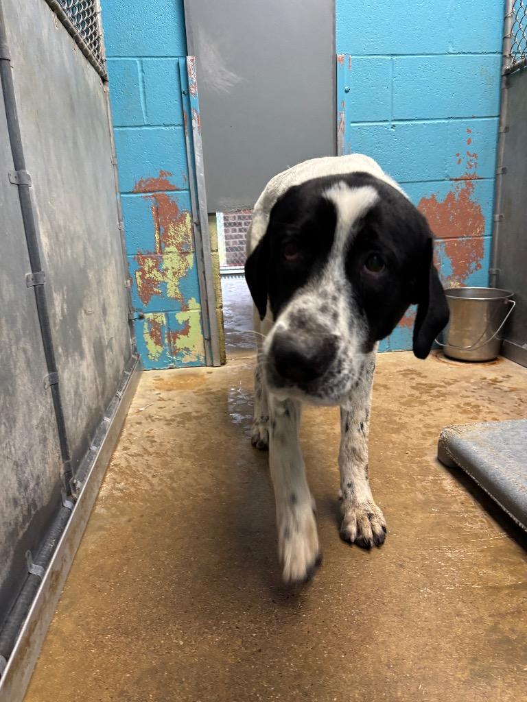 Enlarge Big Boy, a Adoptable Mixed Breed in Hot Springs, AR image 1/1