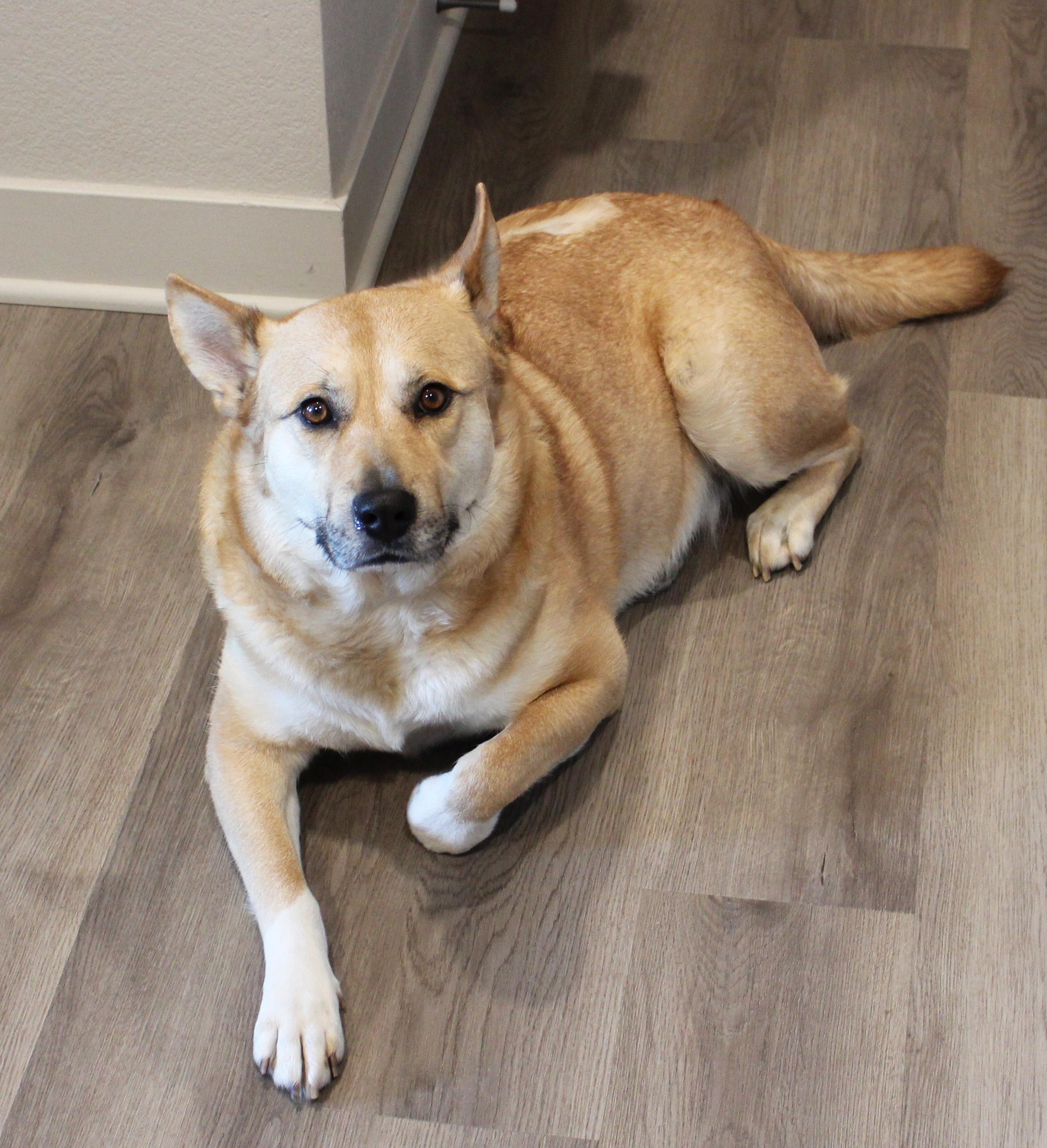 Enlarge Roo, a ADOPTABLE mixed breed in Manhattan, KS image 4/6