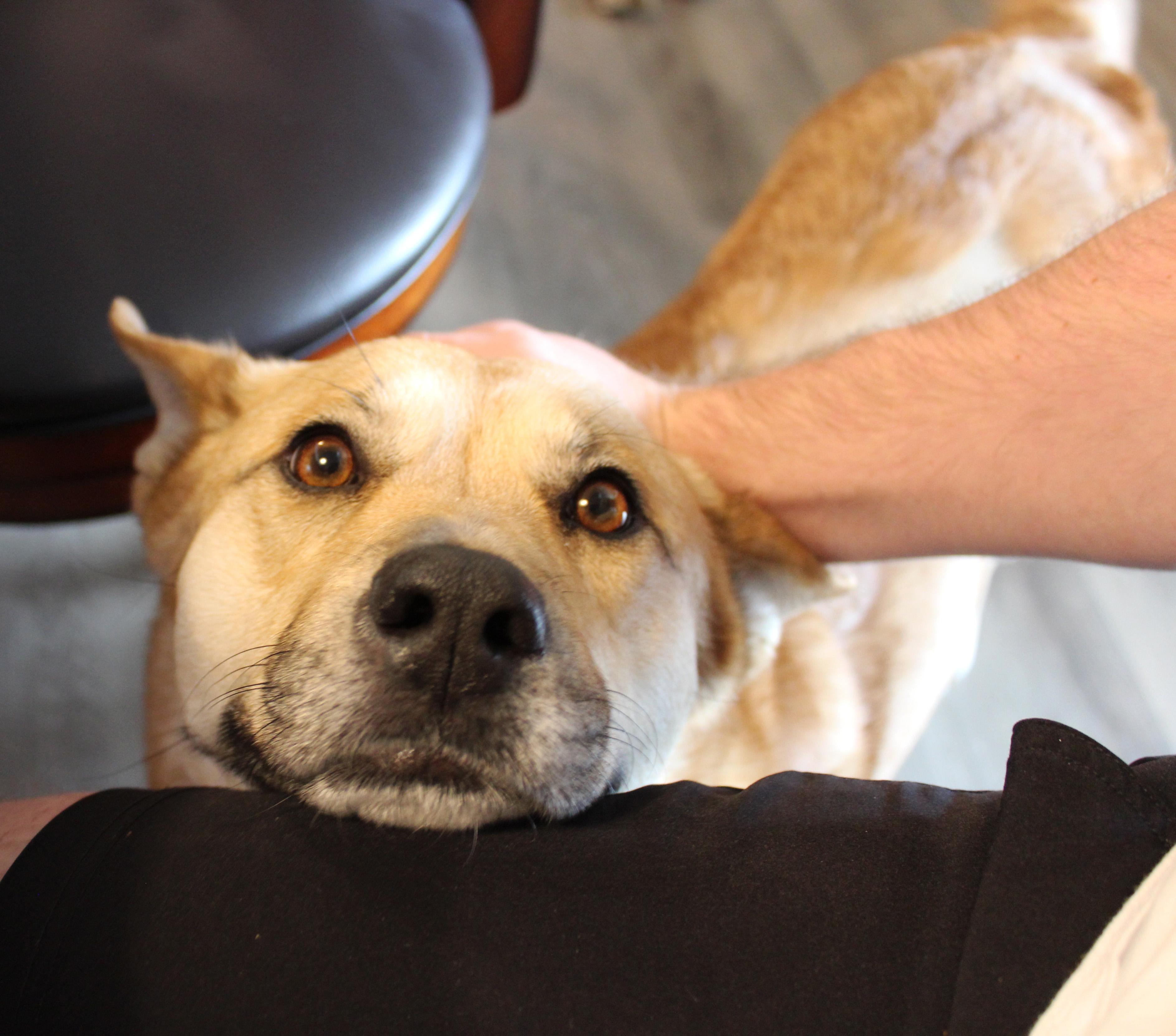 Enlarge Roo, a ADOPTABLE mixed breed in Manhattan, KS image 3/6