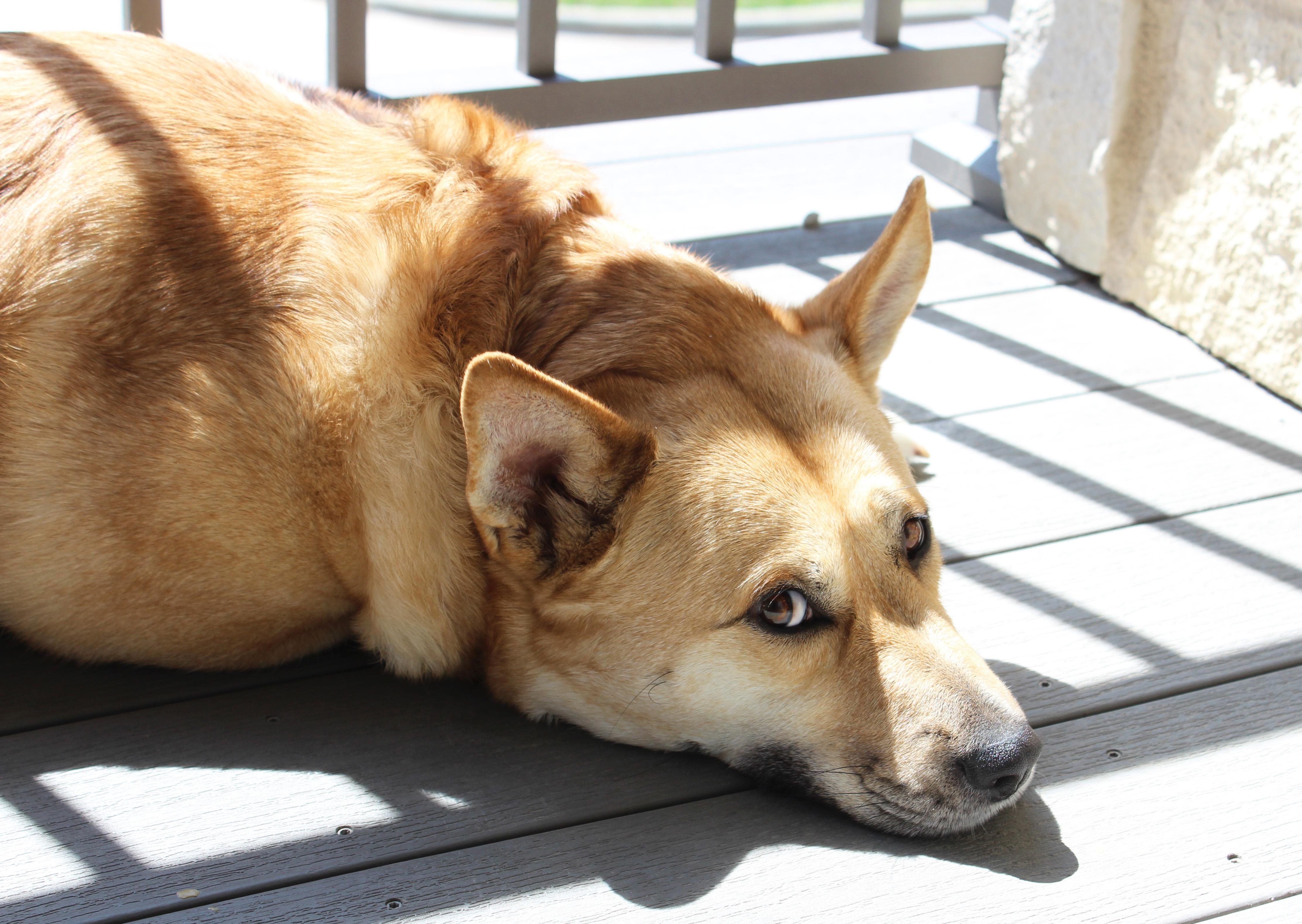 Enlarge Roo, a ADOPTABLE mixed breed in Manhattan, KS image 2/6
