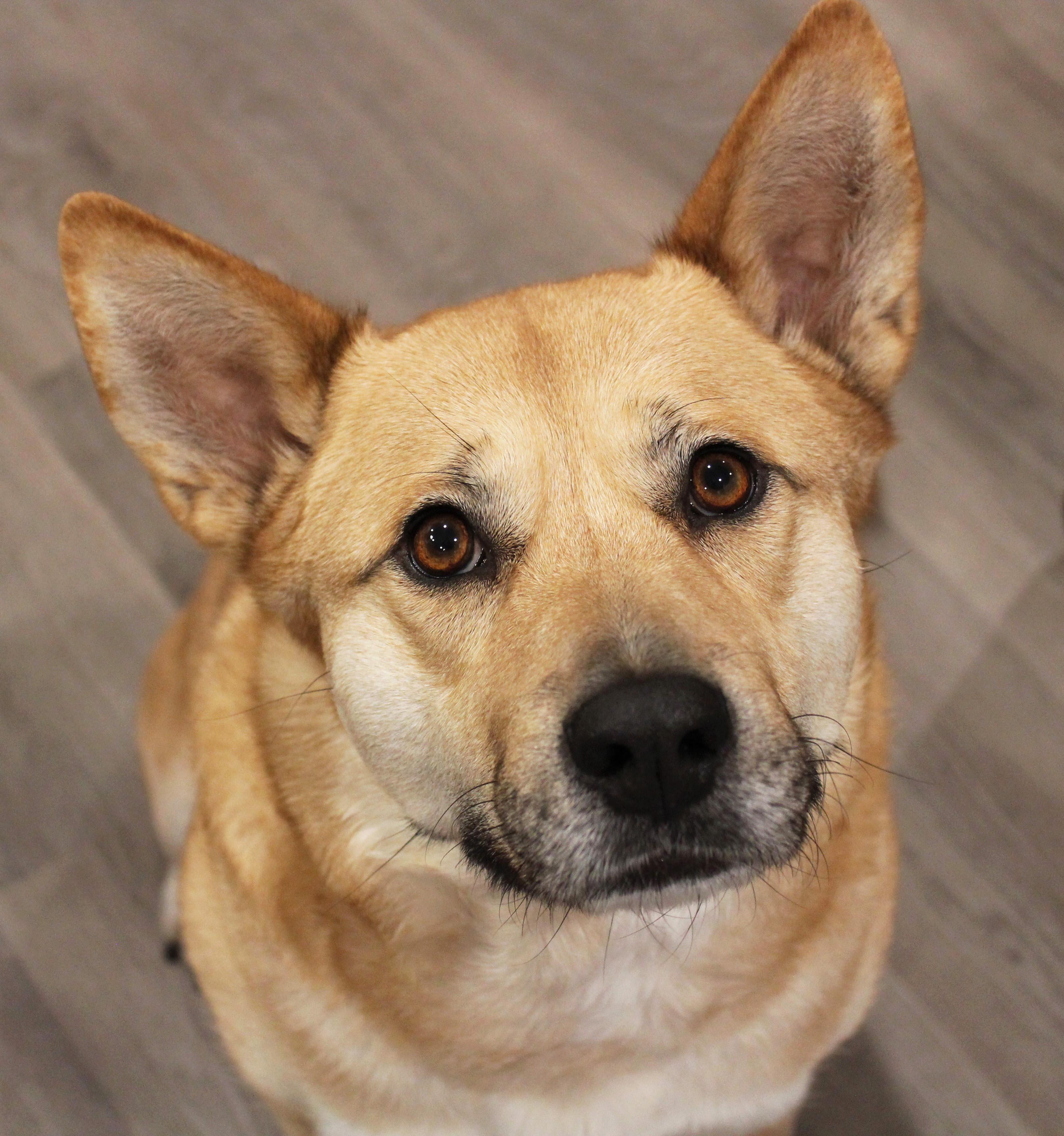 Enlarge Roo, a ADOPTABLE mixed breed in Manhattan, KS image 6/6