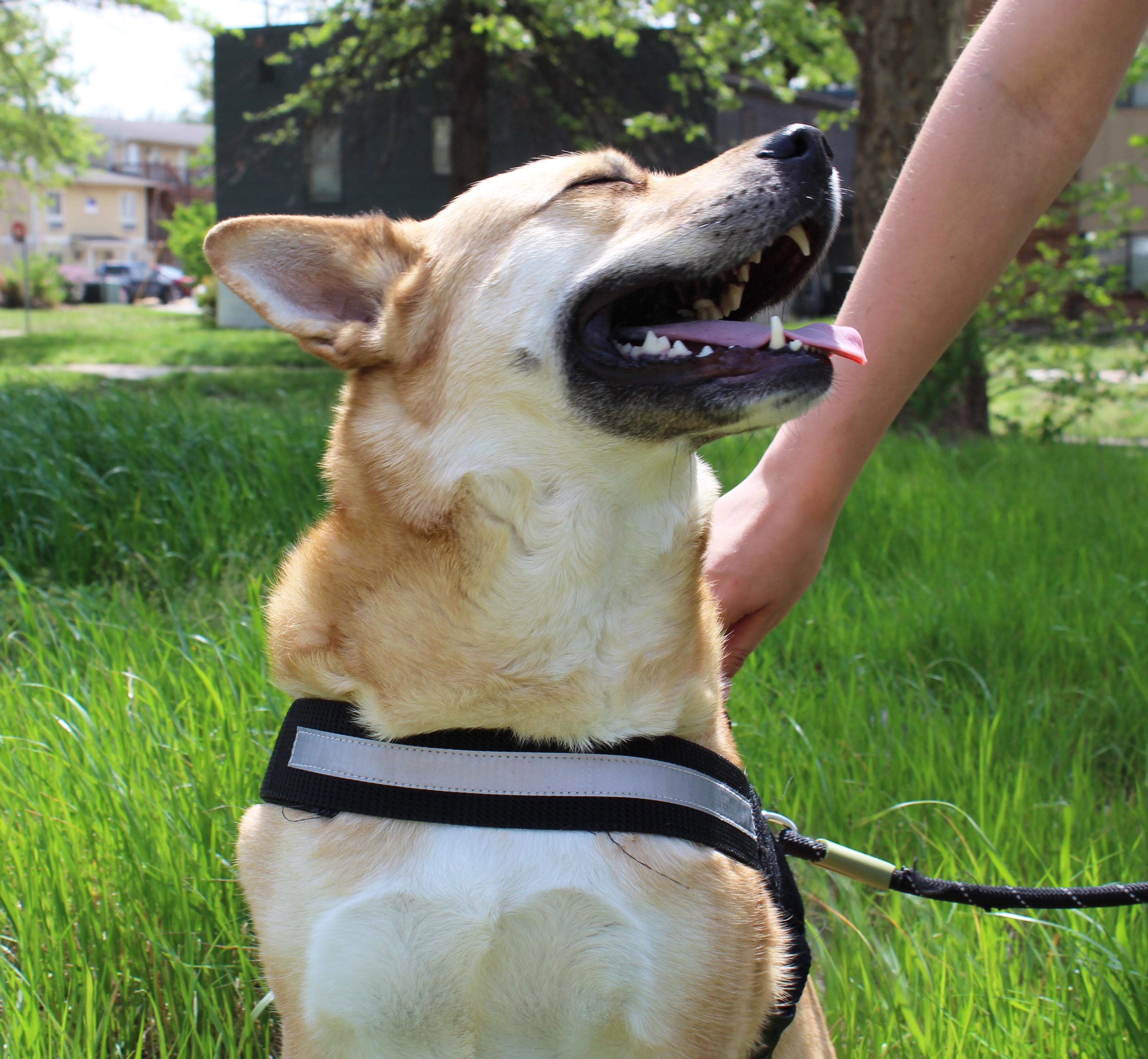 Enlarge Roo, a ADOPTABLE mixed breed in Manhattan, KS image 5/6