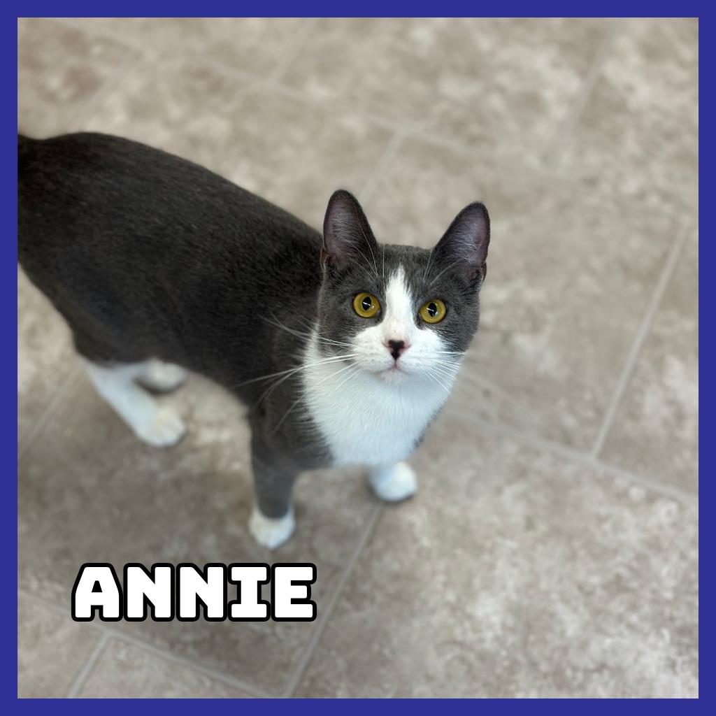 Enlarge Annie, a Adoptable Domestic Short Hair in Glenwood, MN image 1/2