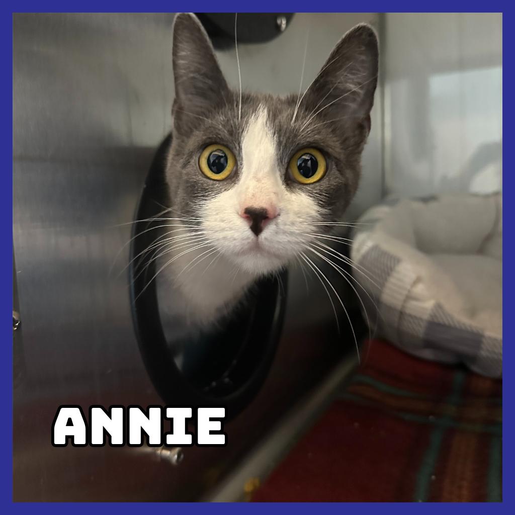 Annie, a Adoptable Domestic Short Hair in Glenwood, MN image 2/2