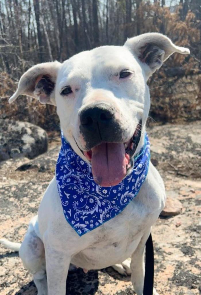 Damu, Adoptable, Adult Female Pit Bull Terrier.