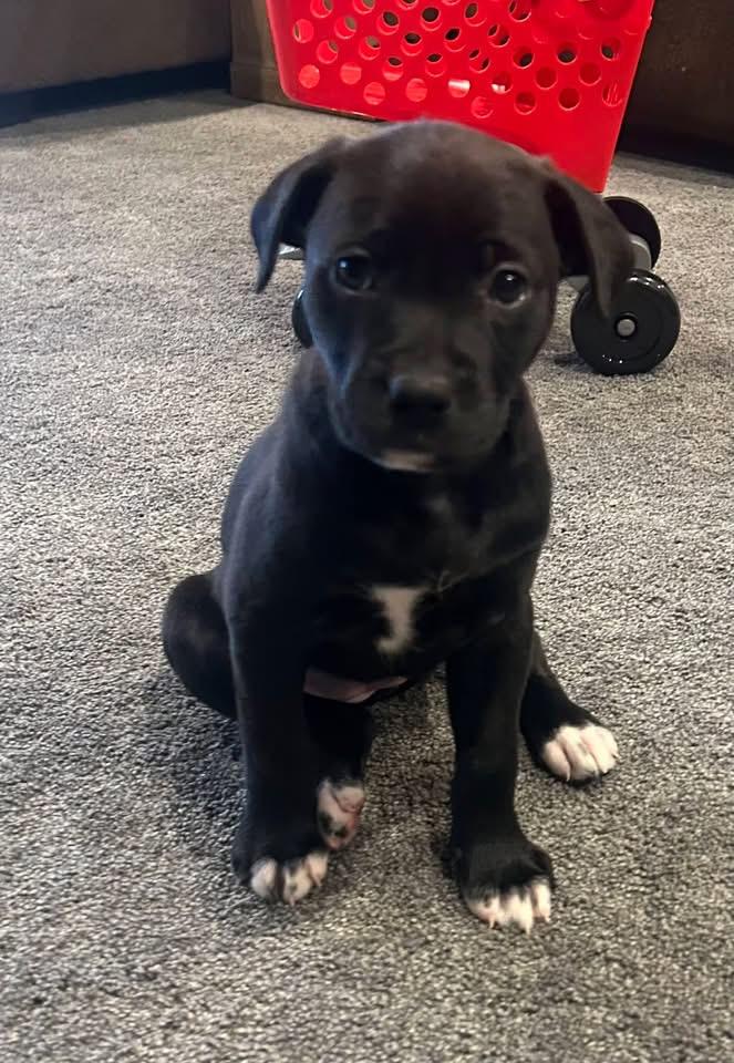 Georgie, Adoptable, Puppy Male Golden Retriever & Labrador Retriever.