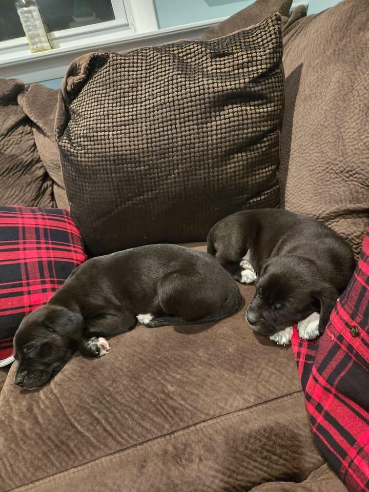 Enlarge Georgie, a Adoptable mixed breed in Berlin, NJ image 2/3