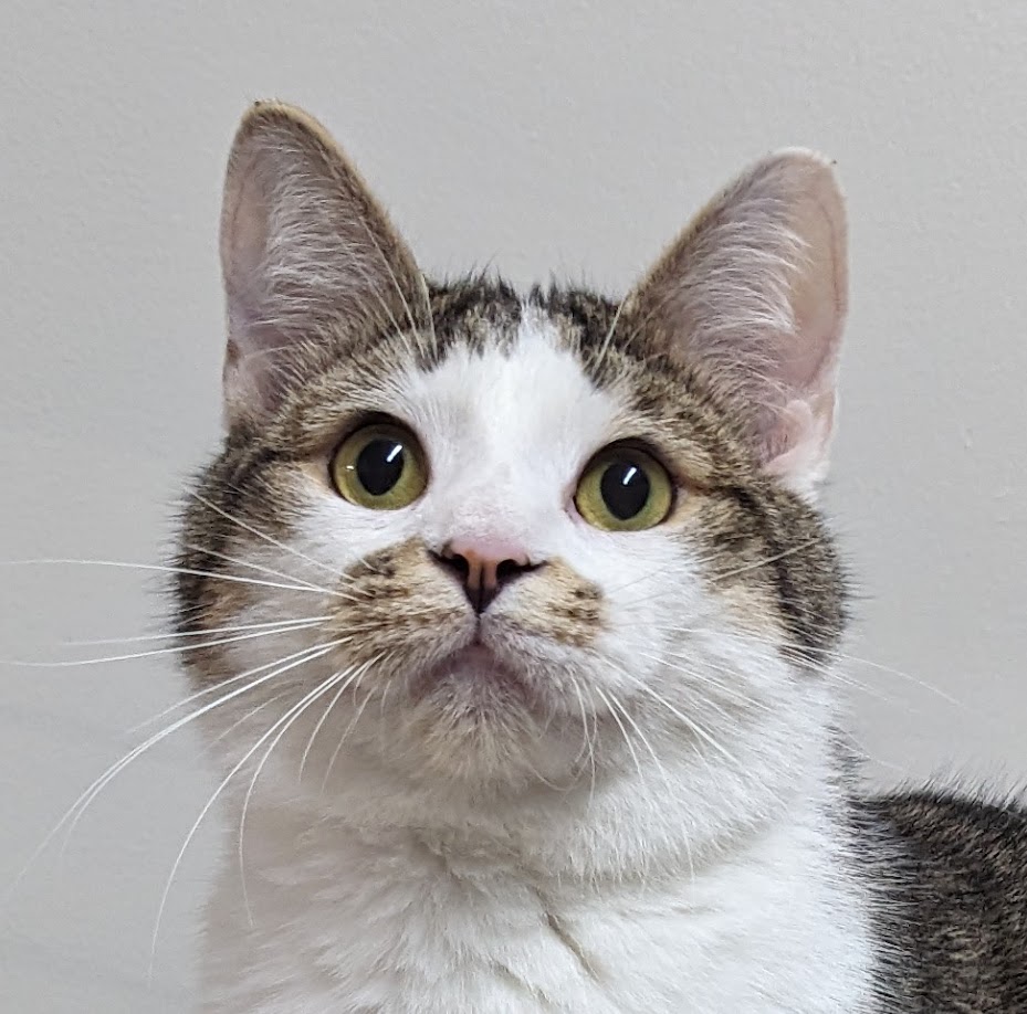 Enlarge Orzo, a Adoptable Domestic Short Hair in Monroe, MI image 1/3
