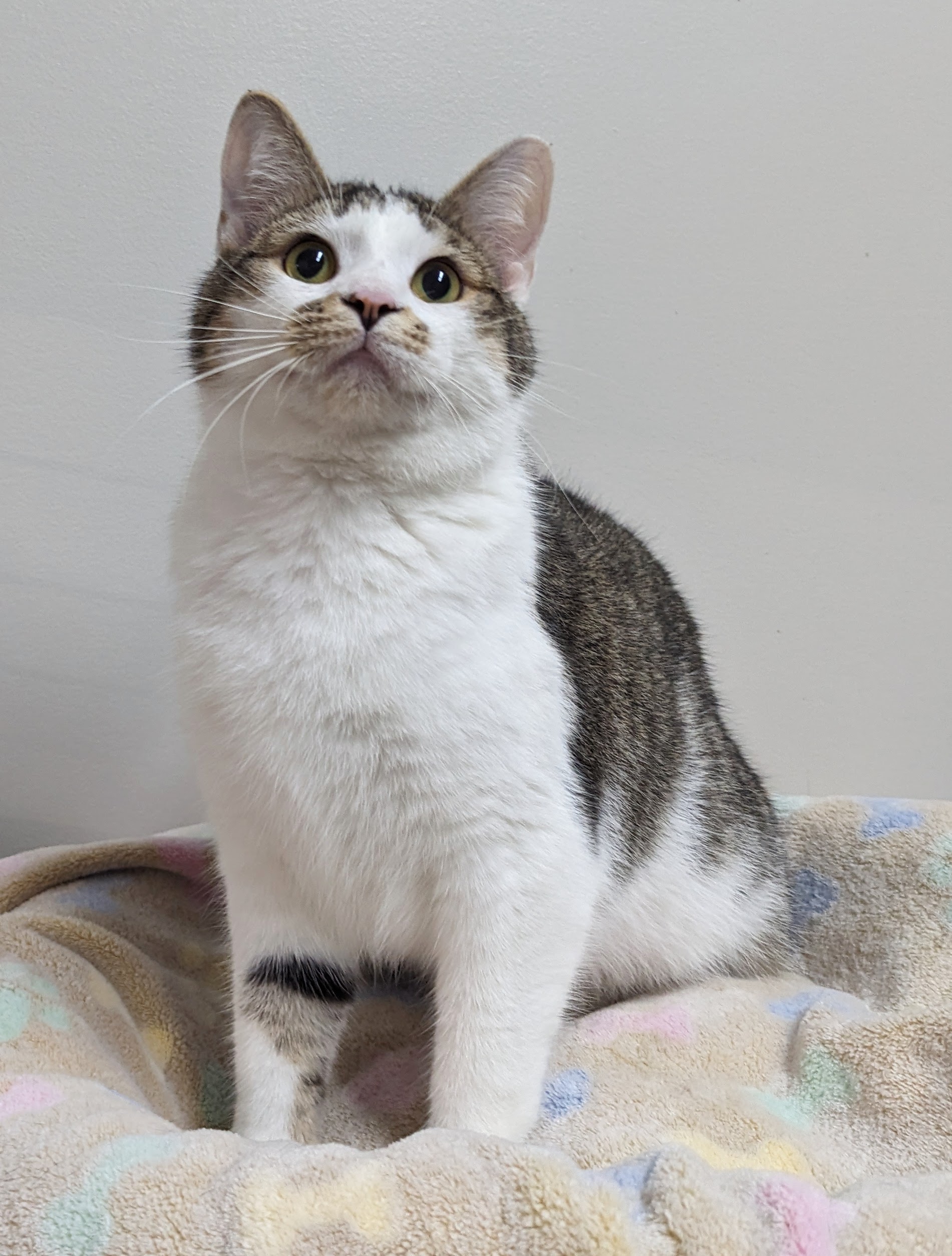 Enlarge Orzo, a Adoptable Domestic Short Hair in Monroe, MI image 2/3