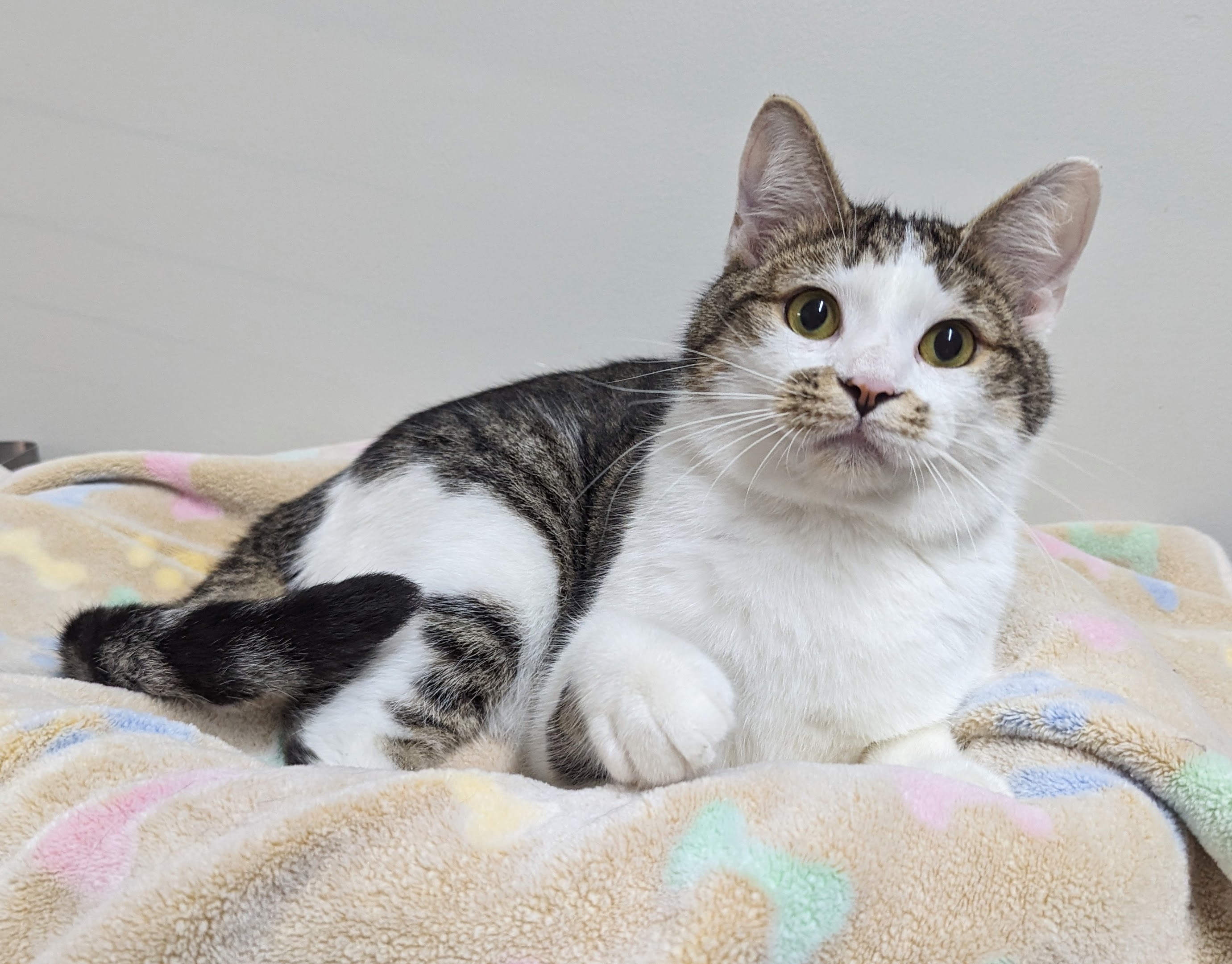 Enlarge Orzo, a Adoptable Domestic Short Hair in Monroe, MI image 3/3