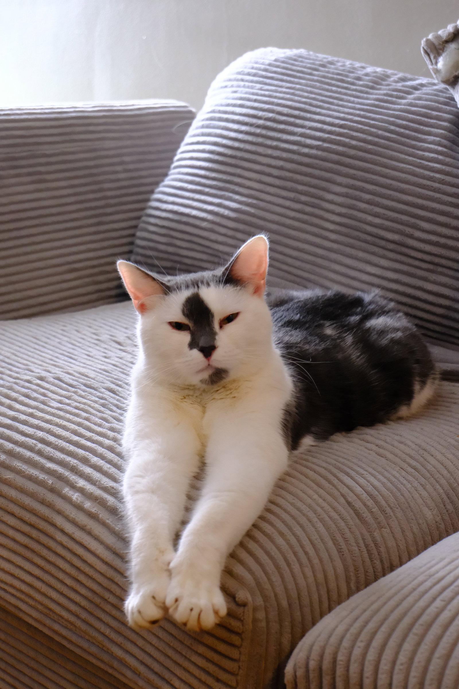 Stefan, a Adopted Domestic Short Hair in Tonawanda, NY image 3/3