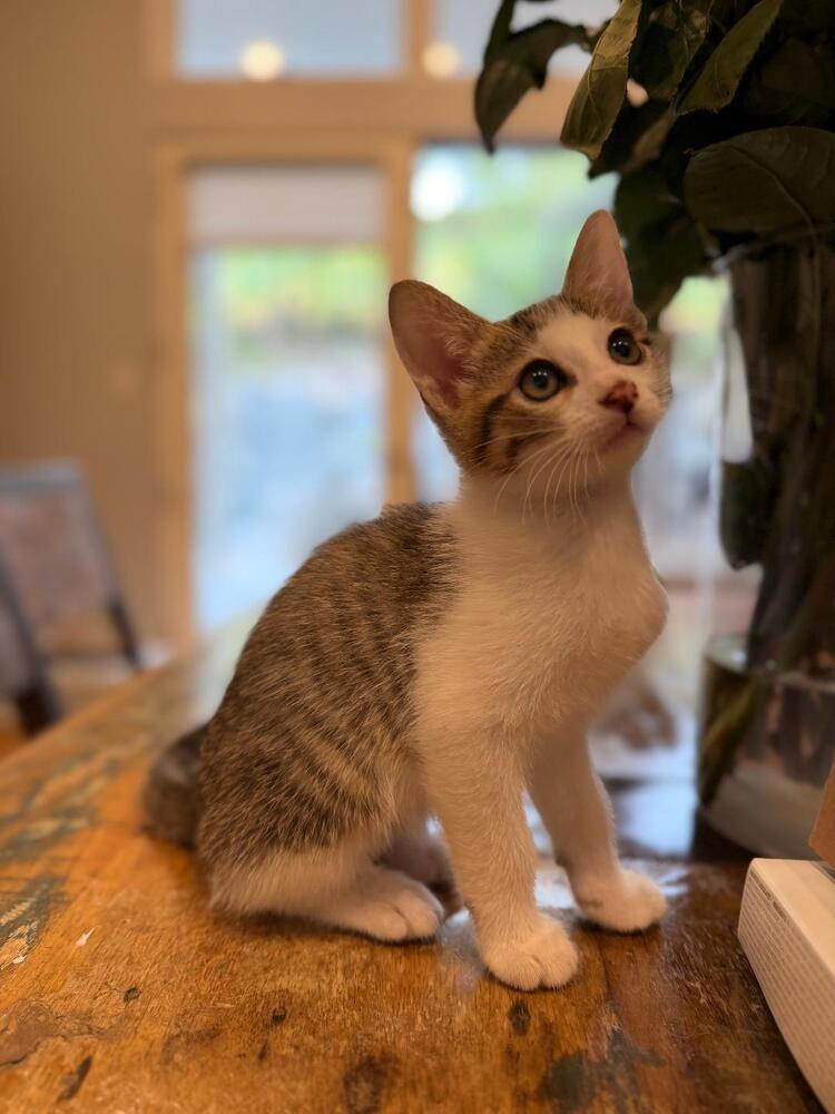 Beanie, Adoptable, Kitten Male Domestic Short Hair.