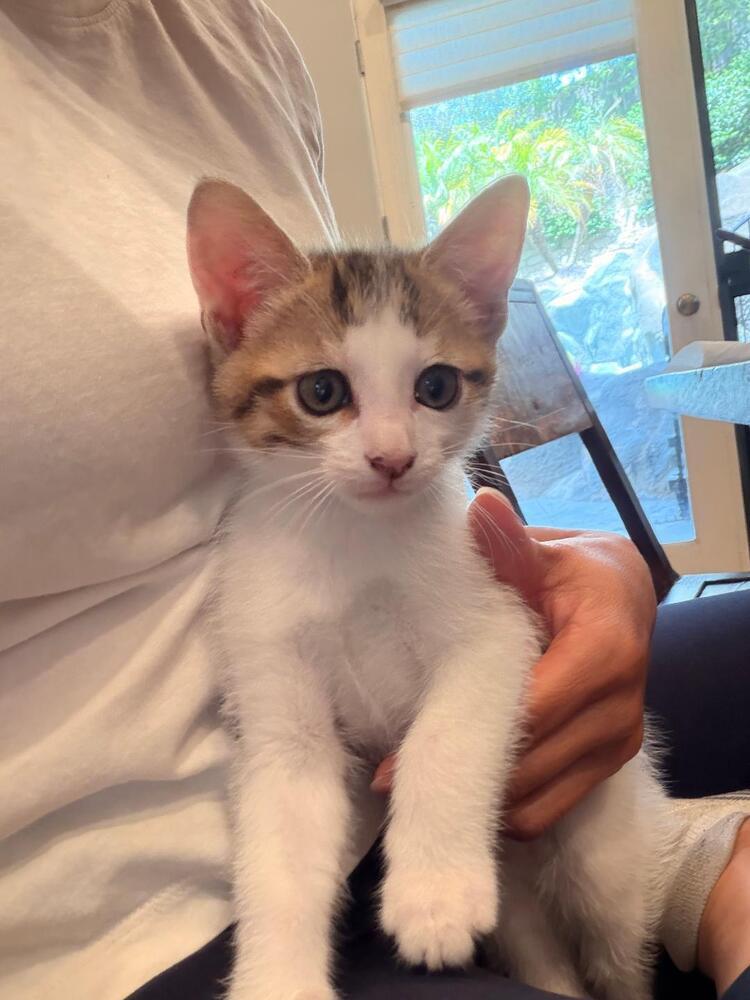 Enlarge Beanie, a Adoptable Domestic Short Hair in Oceanside, CA image 3/6