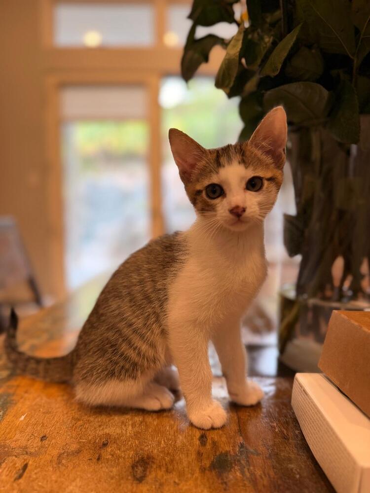 Enlarge Beanie, a Adoptable Domestic Short Hair in Oceanside, CA image 4/6