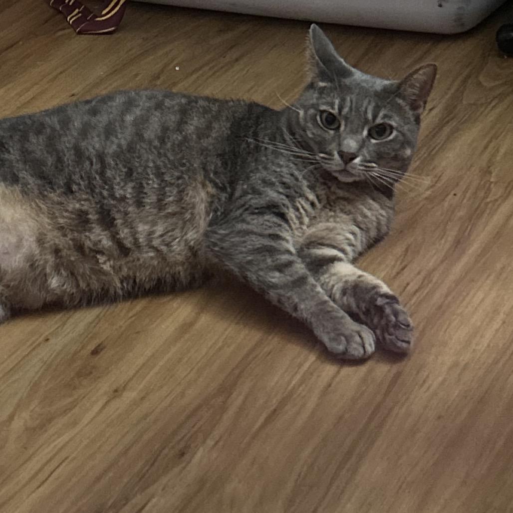 Enlarge Lea, a Adoptable Domestic Short Hair in Kilauea, HI image 2/3