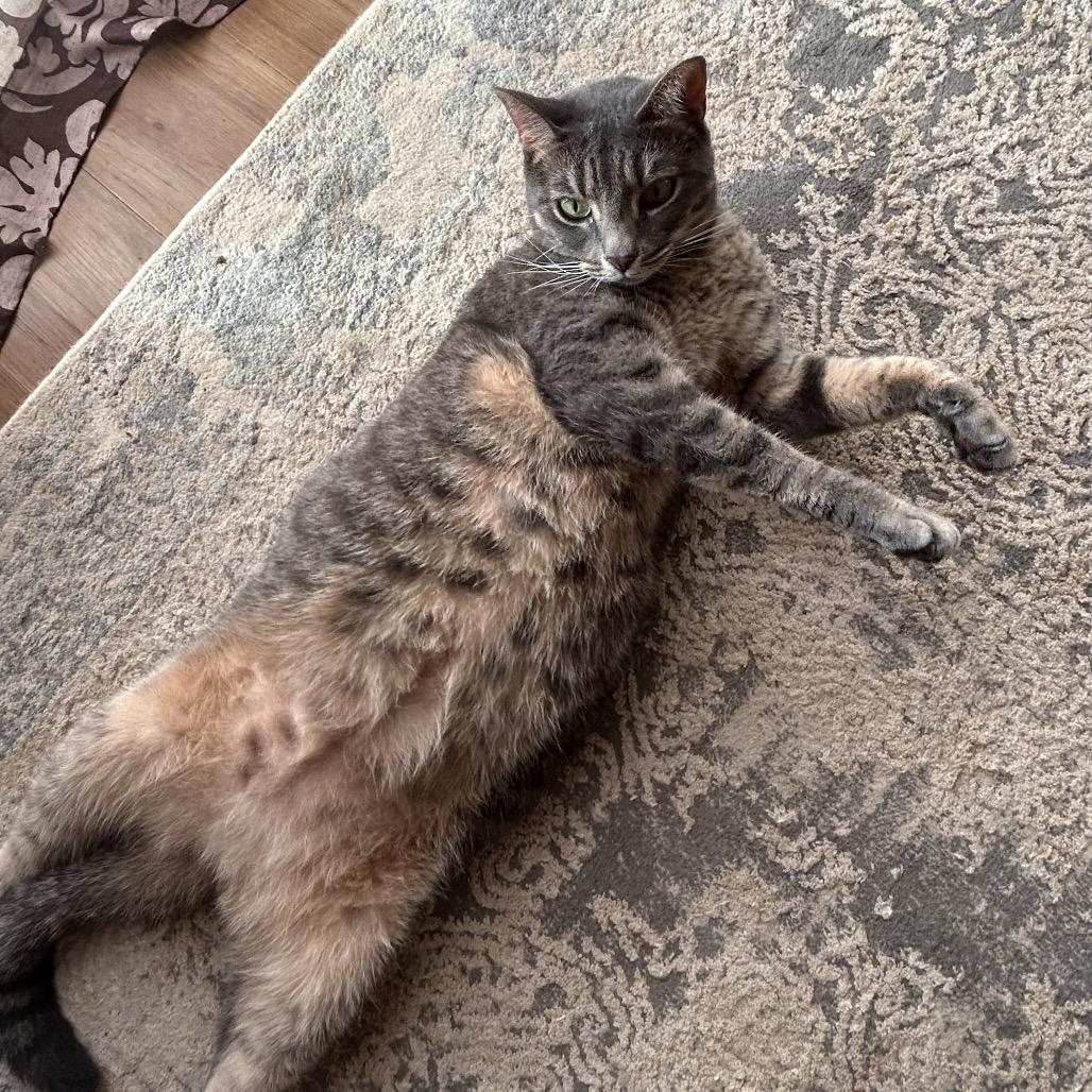 Enlarge Lea, a Adoptable Domestic Short Hair in Kilauea, HI image 3/3