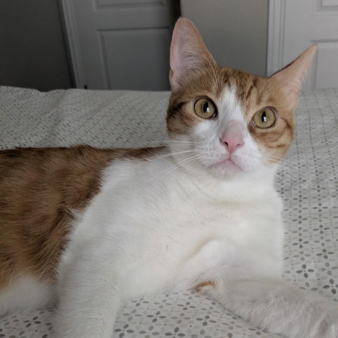 Belle, Adoptable, Adult Female Tabby.