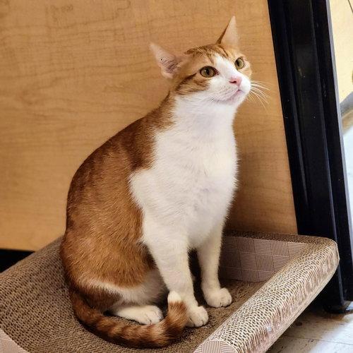 Belle, Adoptable, Adult Female Tabby.