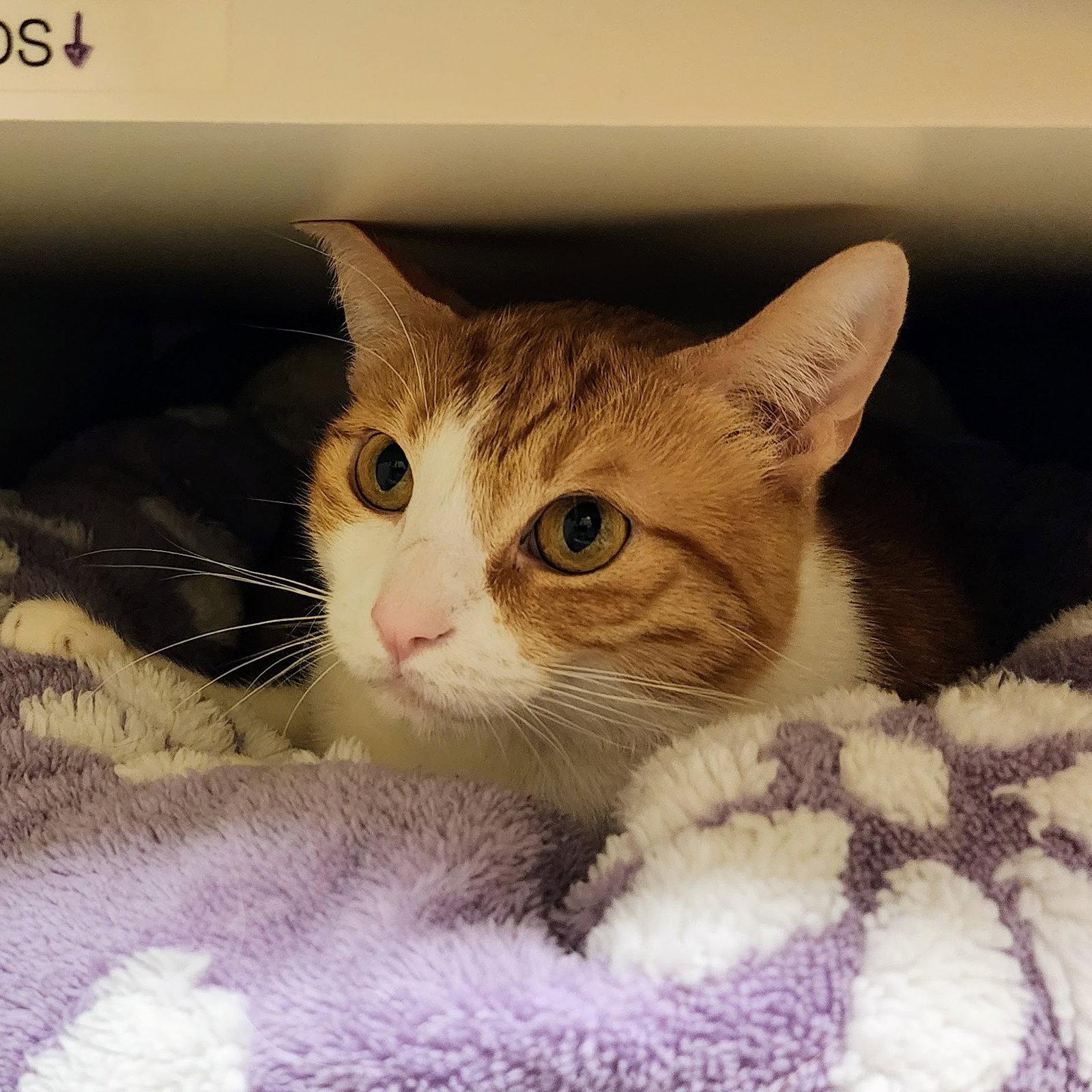 Belle, a Adoptable Tabby in Garland, TX image 2/3