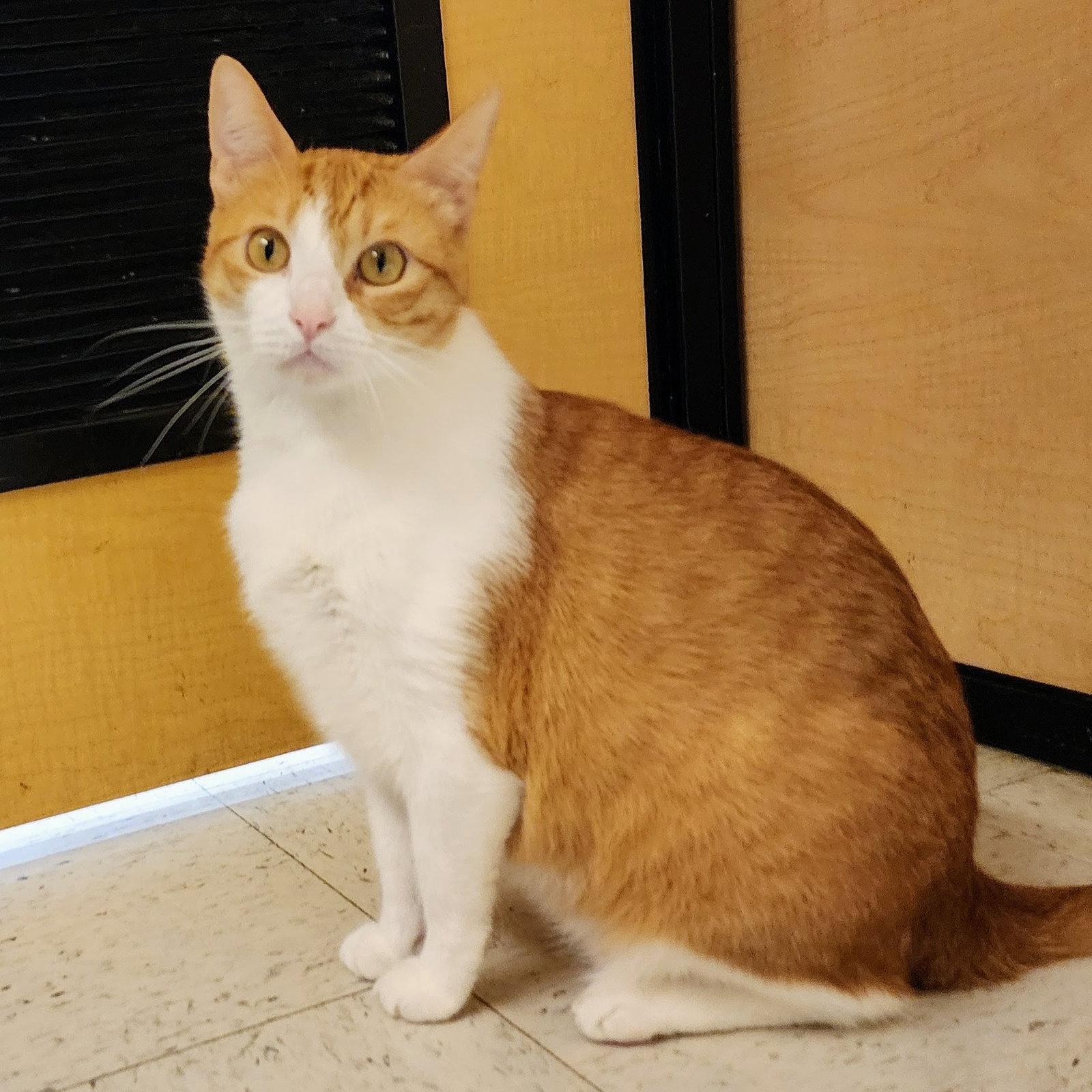 Belle, Adoptable, Adult Female Tabby.
