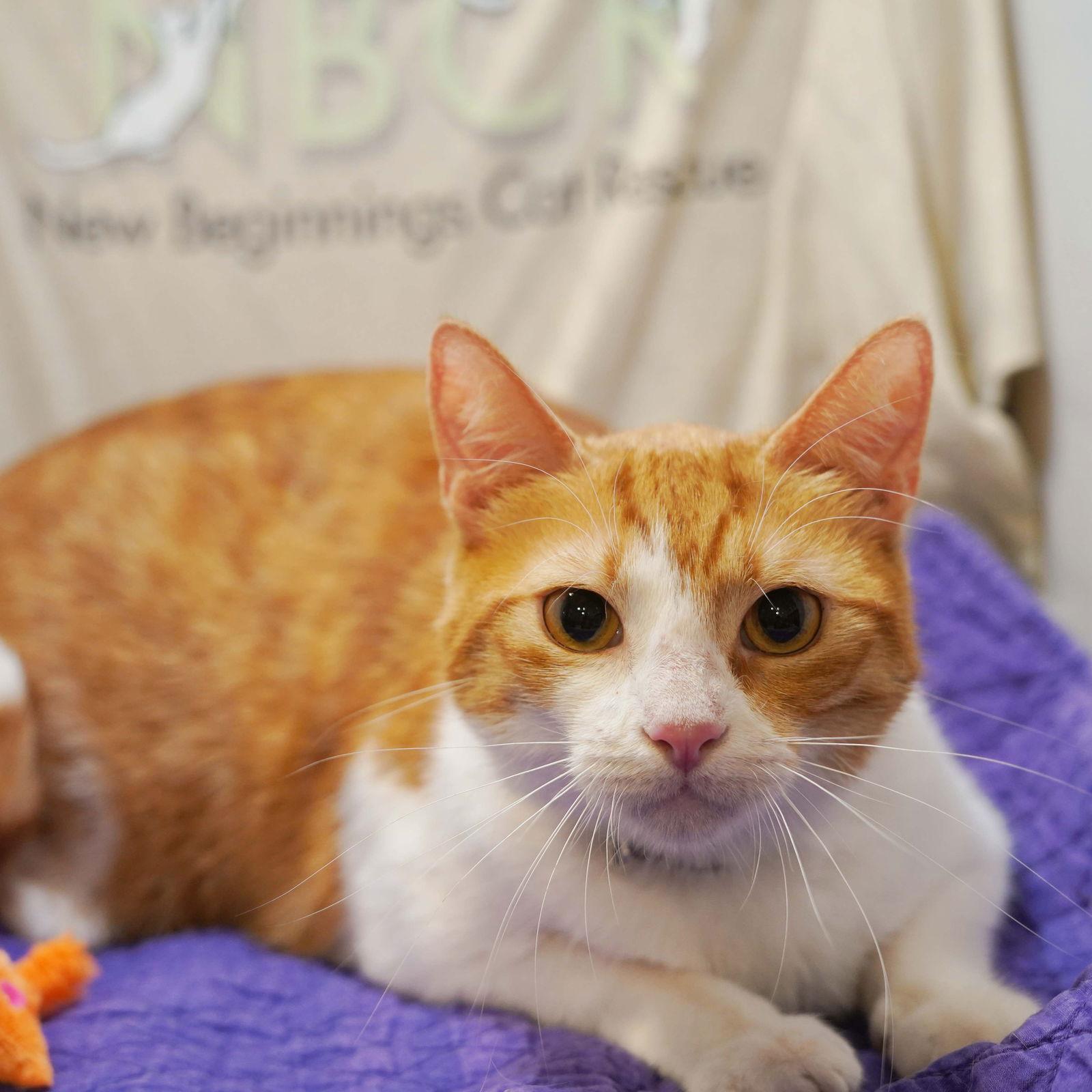 Belle, Adoptable, Adult Female Tabby.